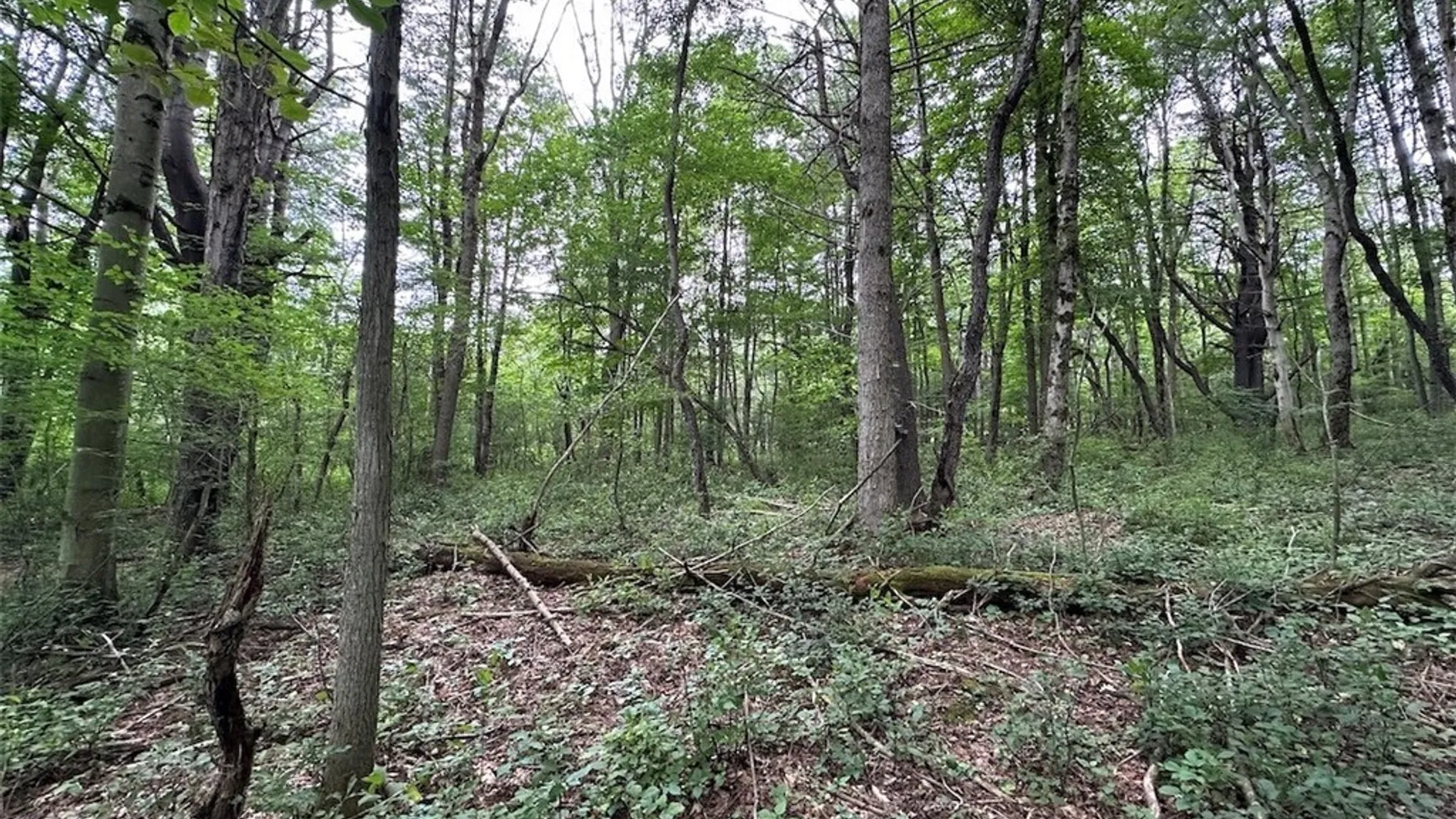 Property at Flat Iron Road, Granger, NY 14846 12