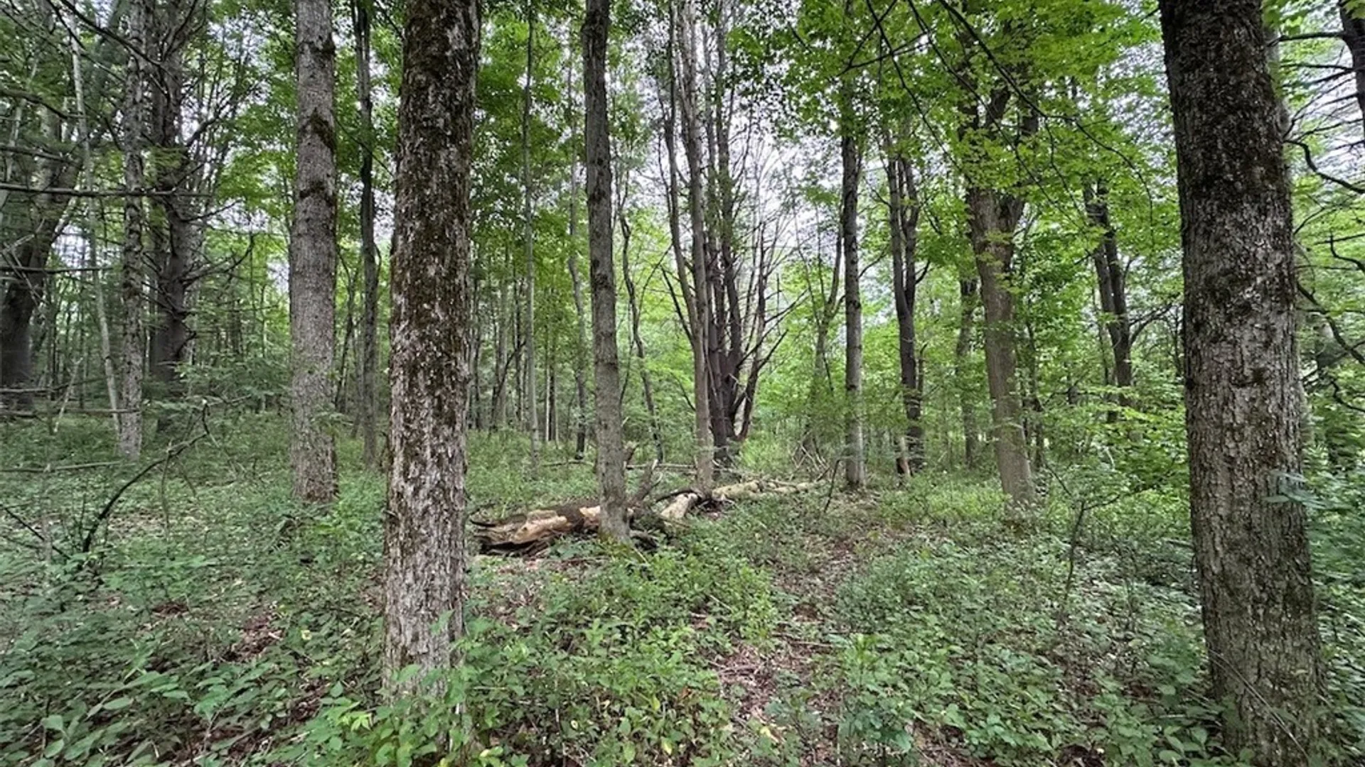 Property at Flat Iron Road, Granger, NY 14846 13