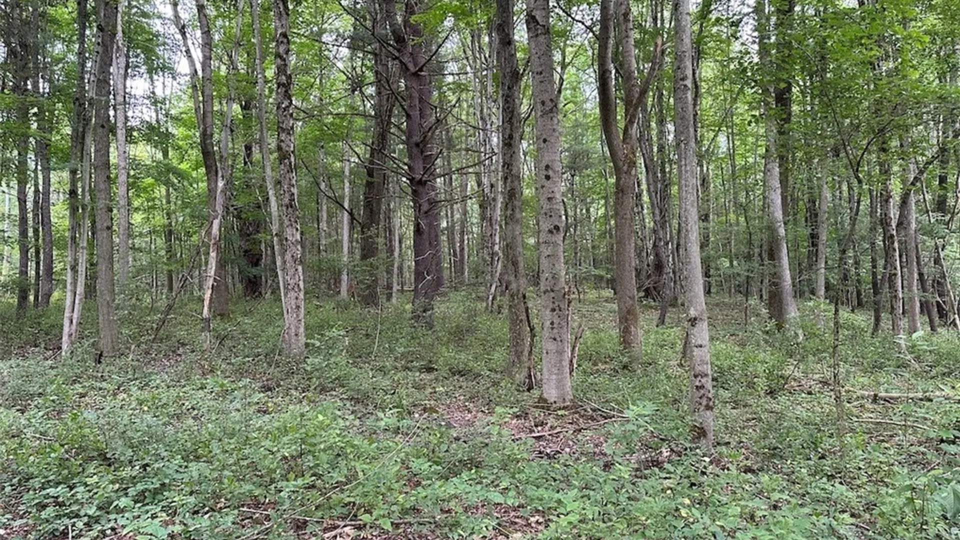 Property at Flat Iron Road, Granger, NY 14846 14