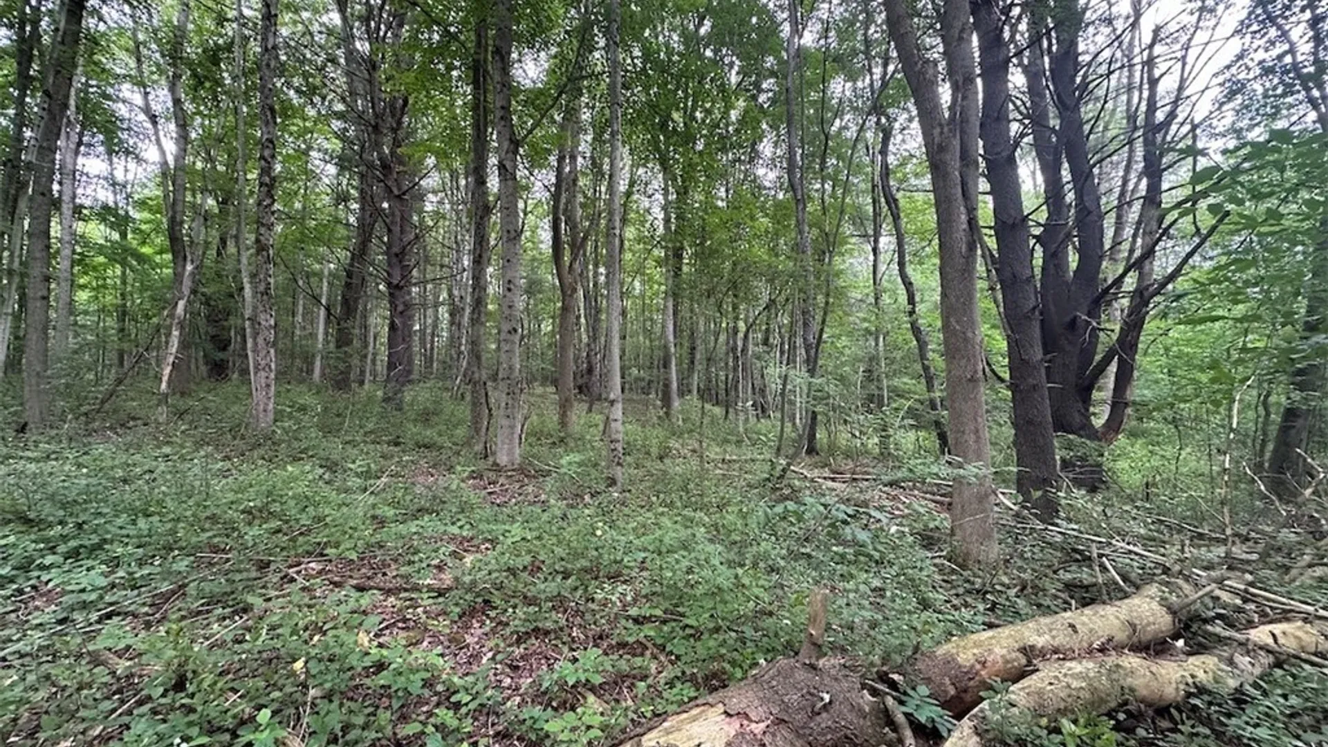 Property at Flat Iron Road, Granger, NY 14846 15