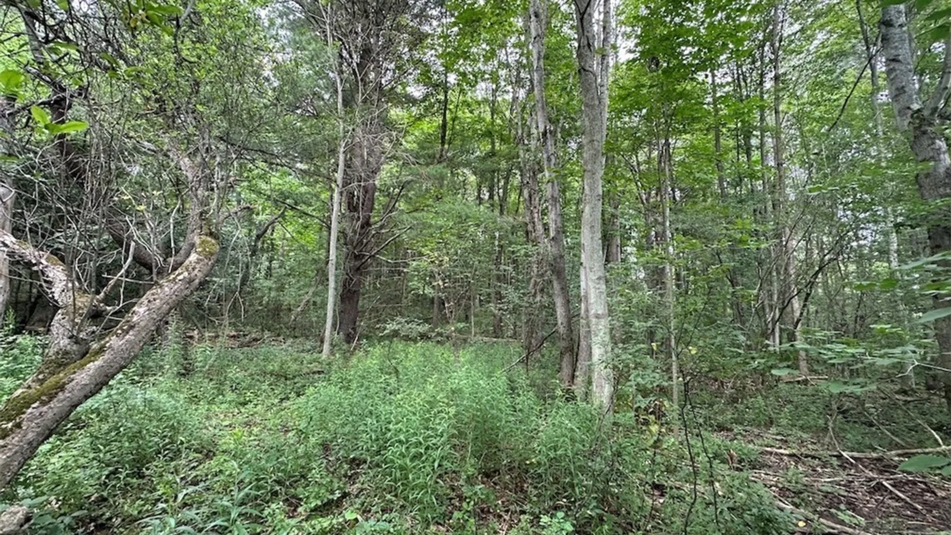 Property at Flat Iron Road, Granger, NY 14846 4