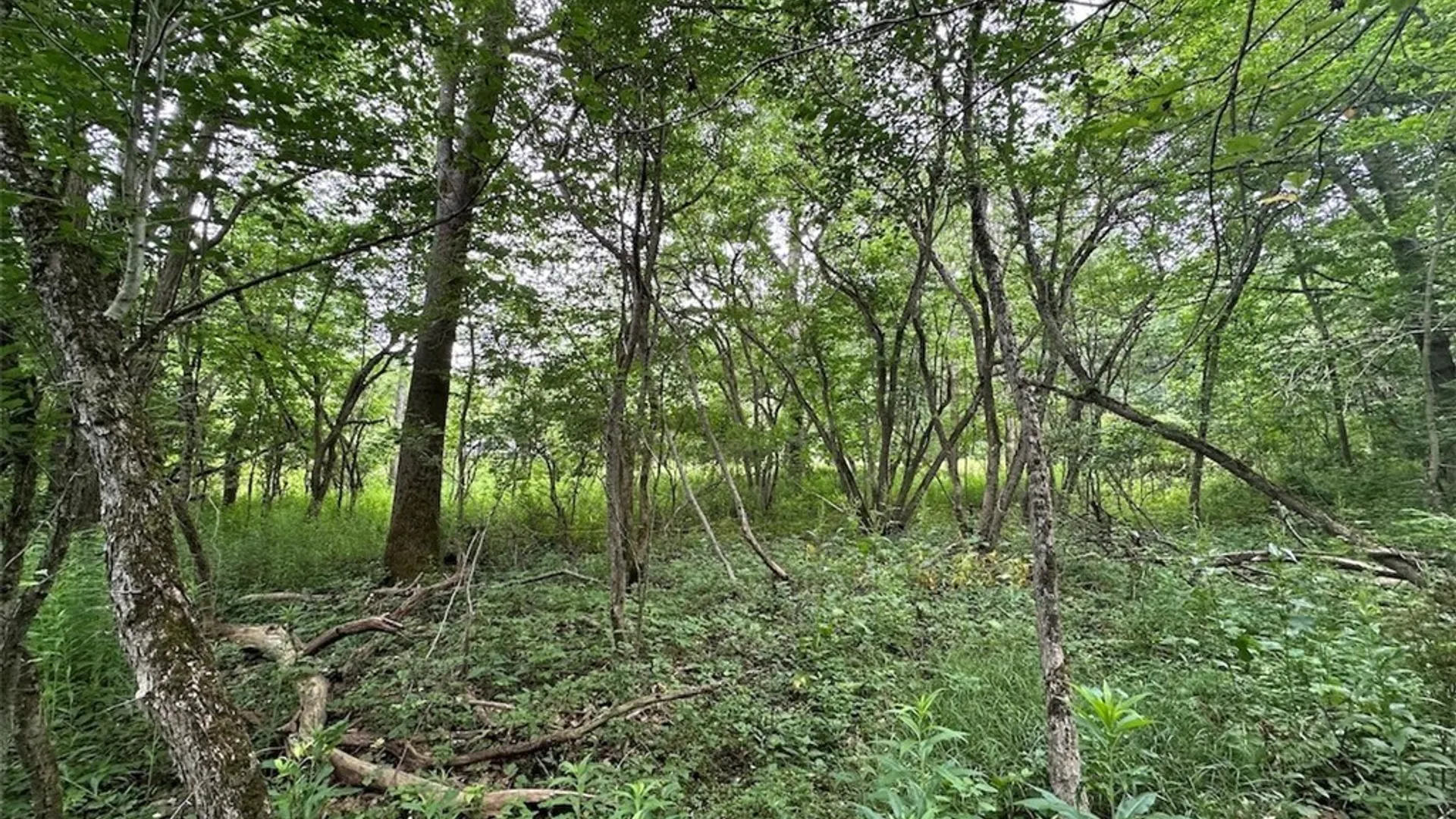 Property at Flat Iron Road, Granger, NY 14846 5