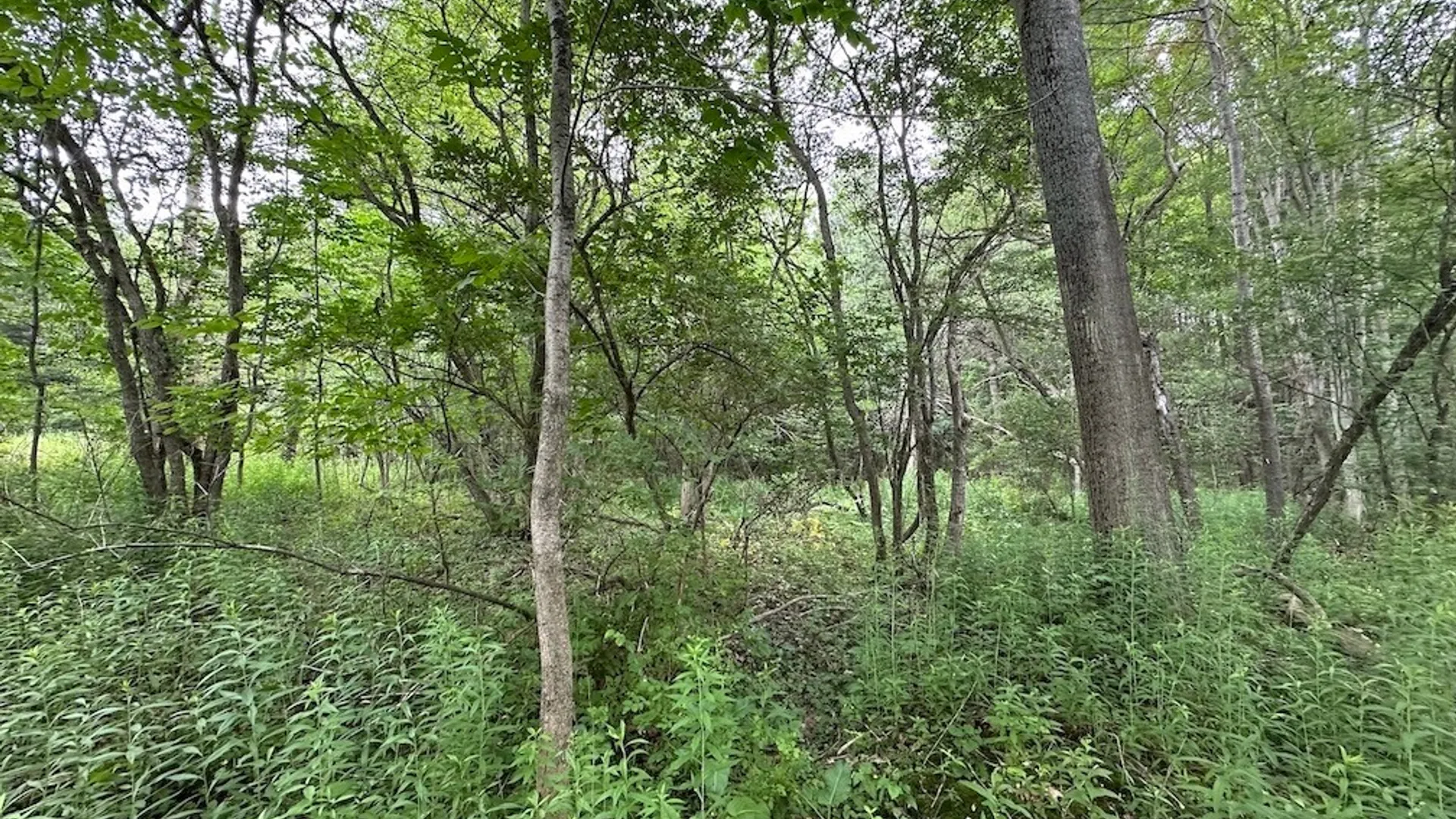 Property at Flat Iron Road, Granger, NY 14846 6