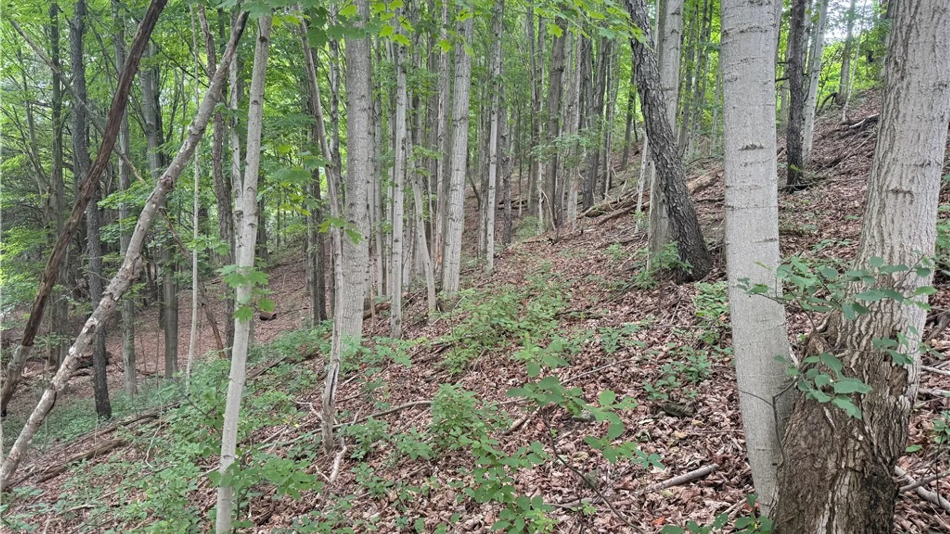 Property at 0 Hornell Reservoir Road, Fremont, NY 14843 6