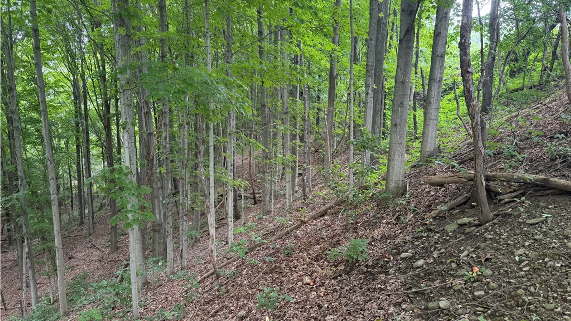 Property at 0 Hornell Reservoir Road, Fremont, NY 14843 7