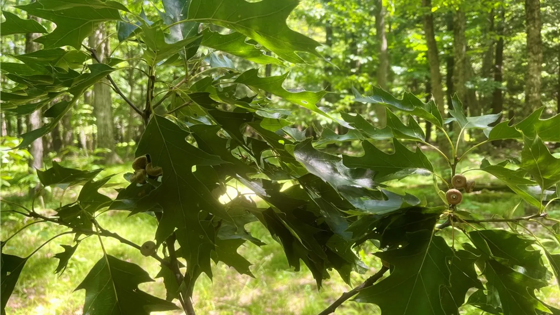 Property at County Highway 26, Otsego, NY 13337 17