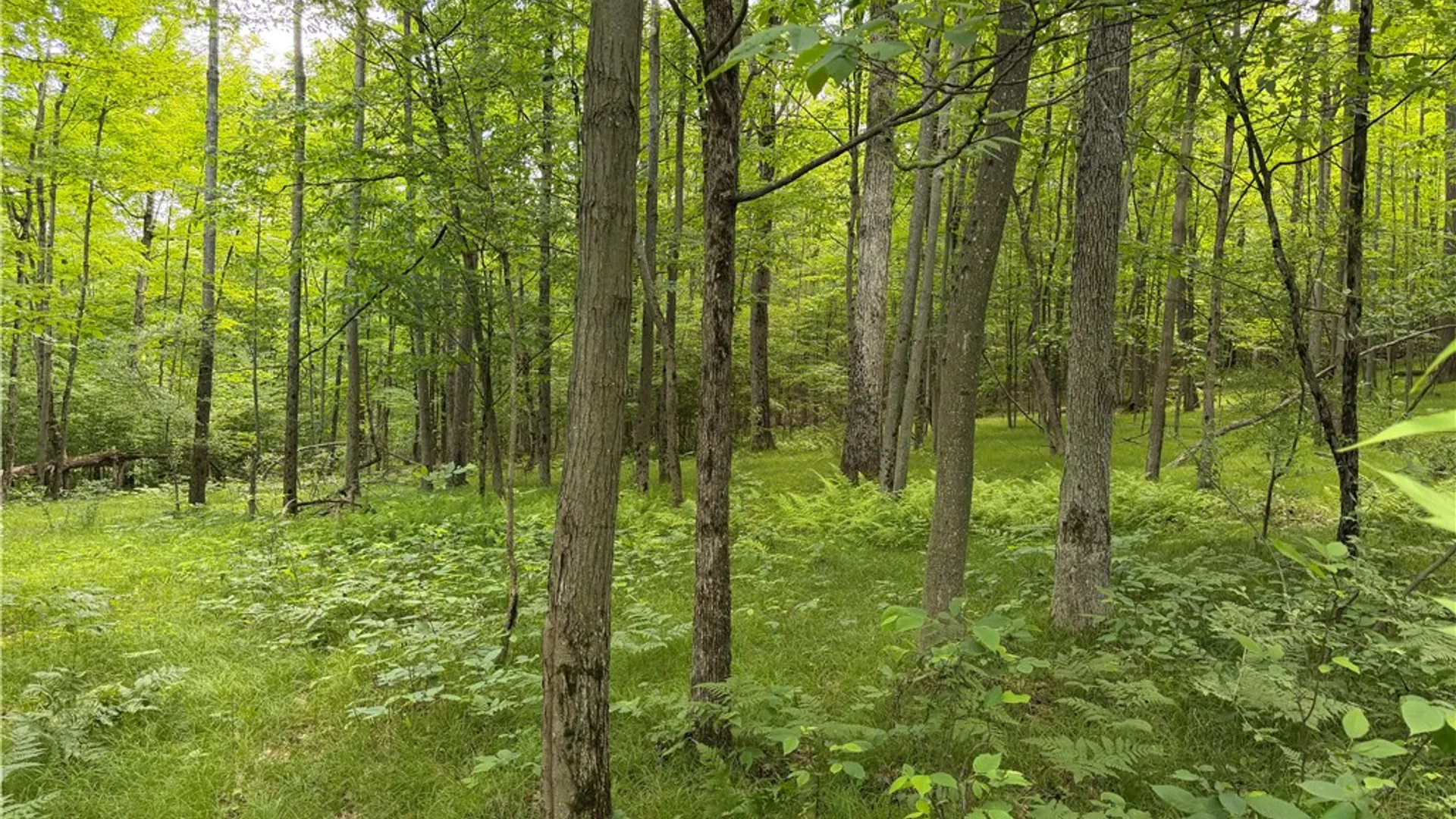 Property at VL Catatunk Road, Canisteo, NY 14823 27