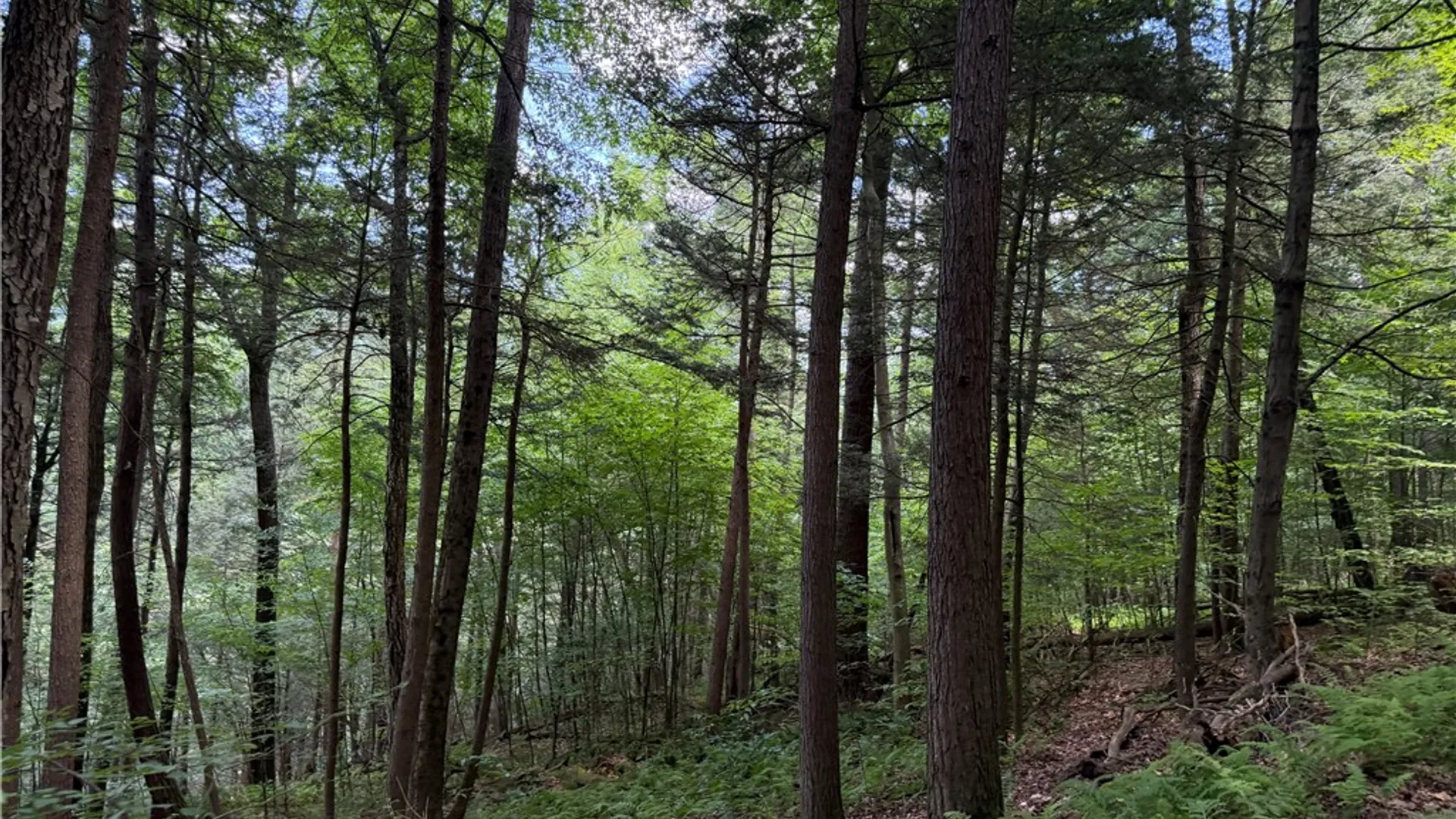 Property at VL Catatunk Road, Canisteo, NY 14823 16