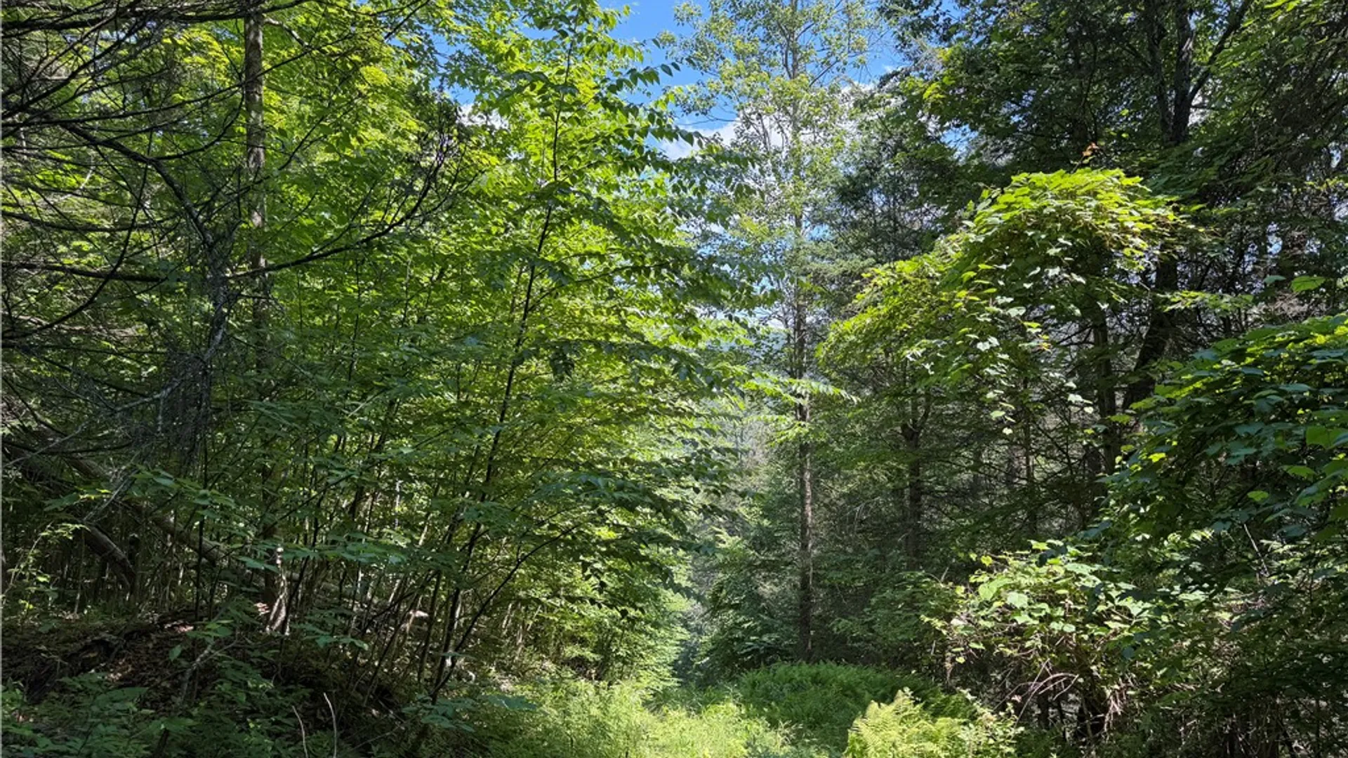 Property at VL Catatunk Road, Canisteo, NY 14823 17