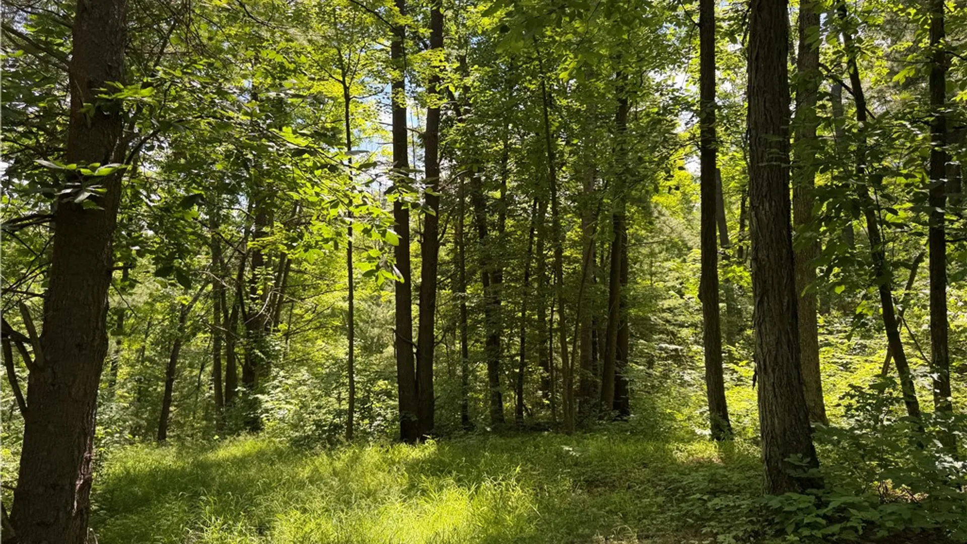 Property at VL Catatunk Road, Canisteo, NY 14823 20