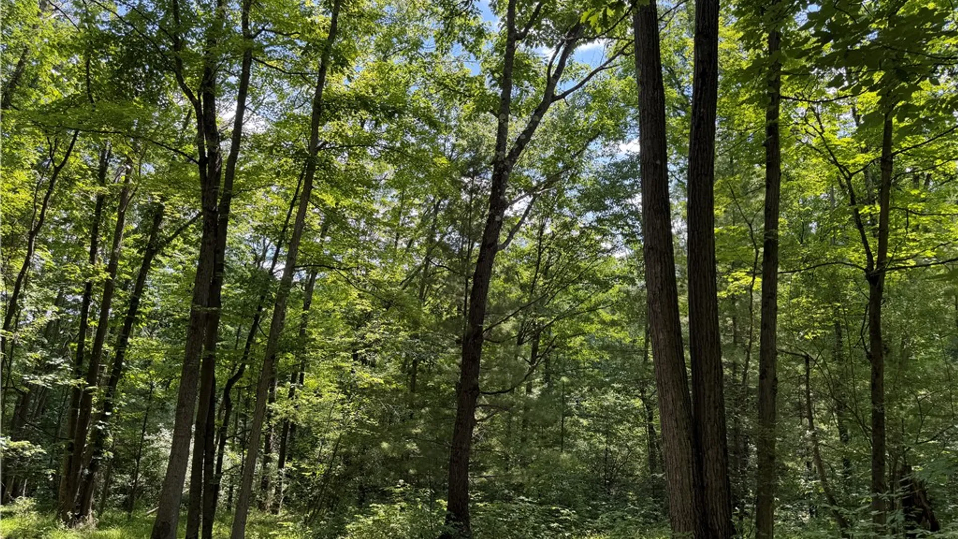 Property at VL Catatunk Road, Canisteo, NY 14823 21