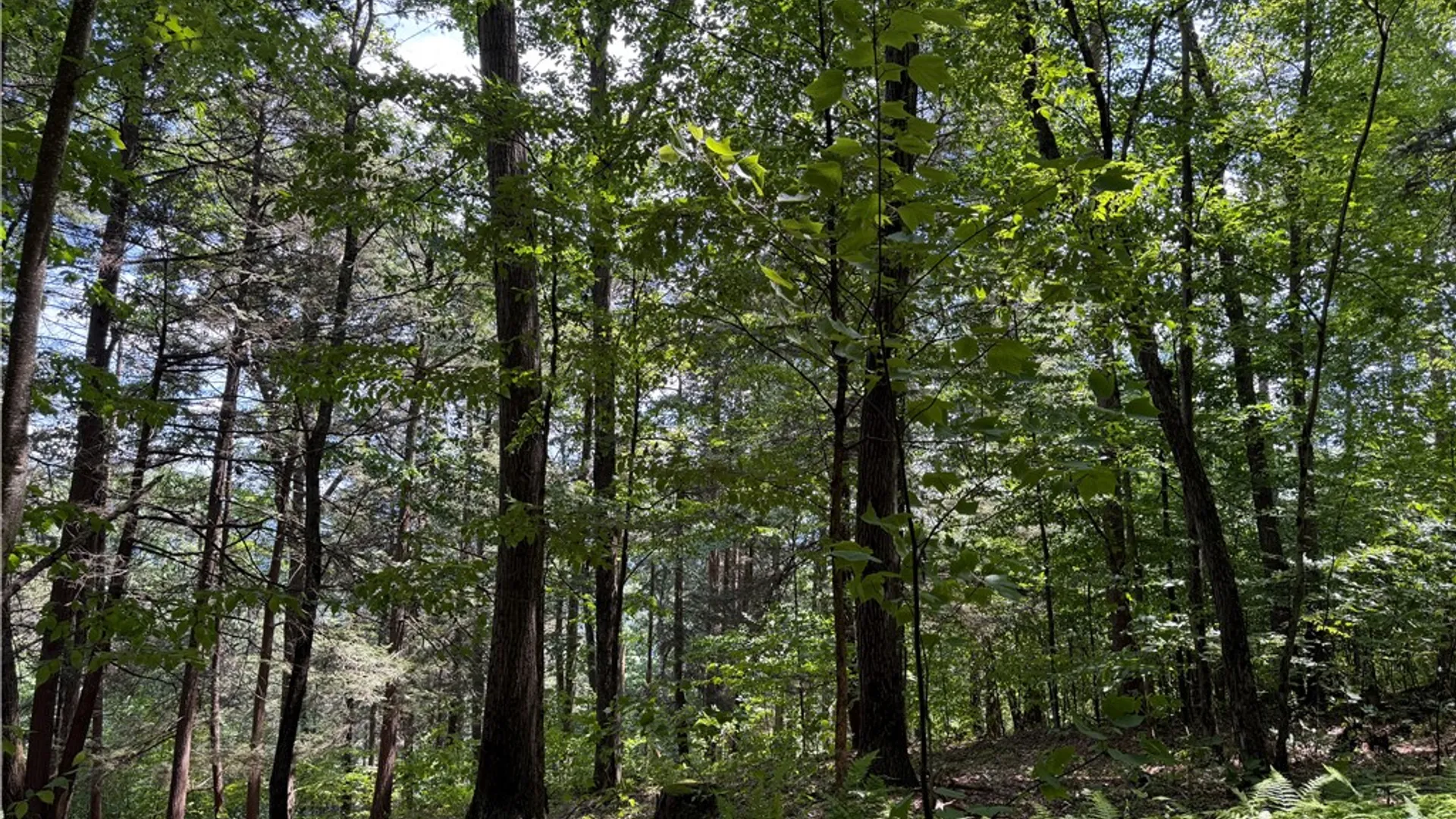 Property at VL Catatunk Road, Canisteo, NY 14823 38