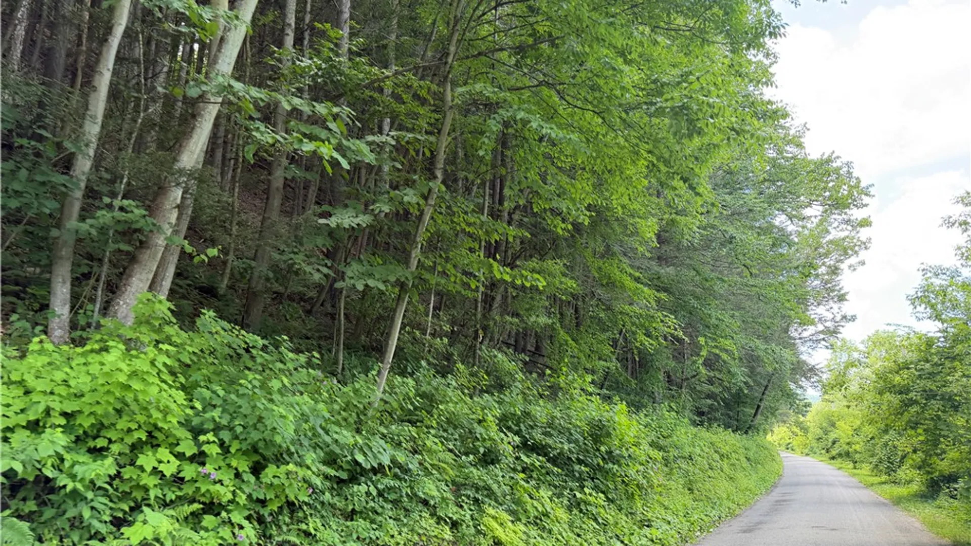 Property at VL Catatunk Road, Canisteo, NY 14823 7