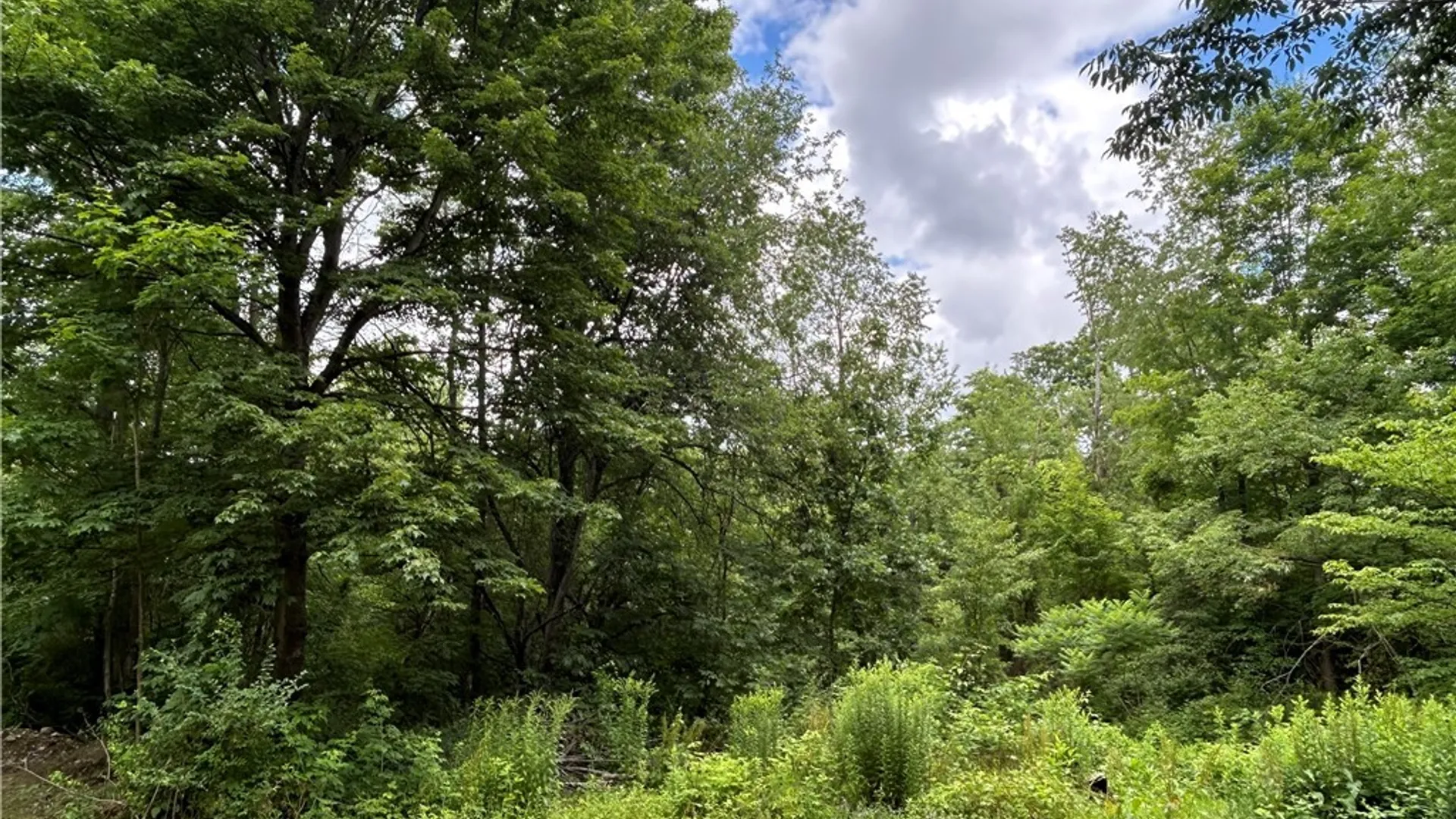 Property at 229 Mud Creek Road, Poland, NY 14747 8