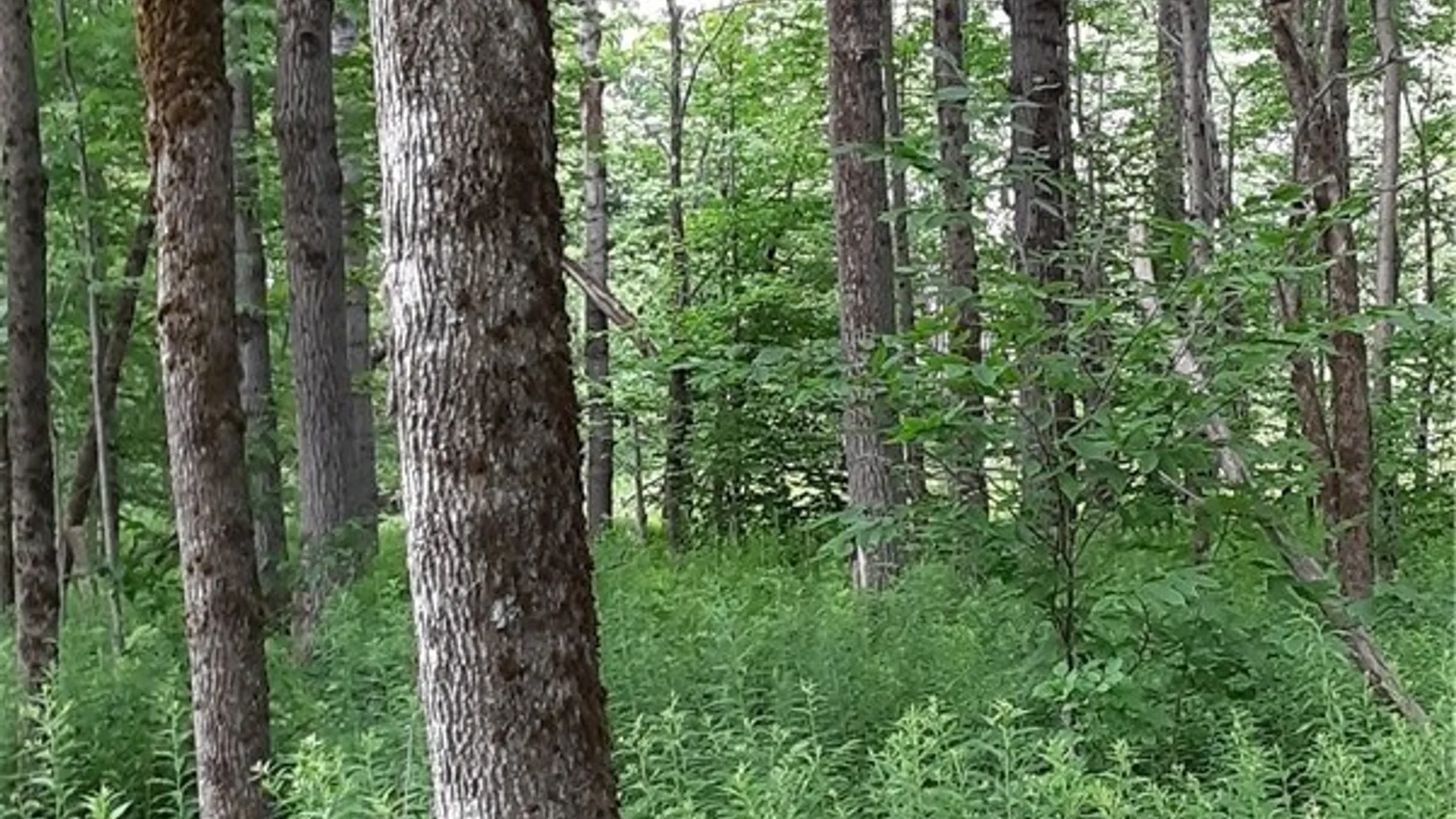 Property at 271 Snyder Road, Norway, NY 13416 27
