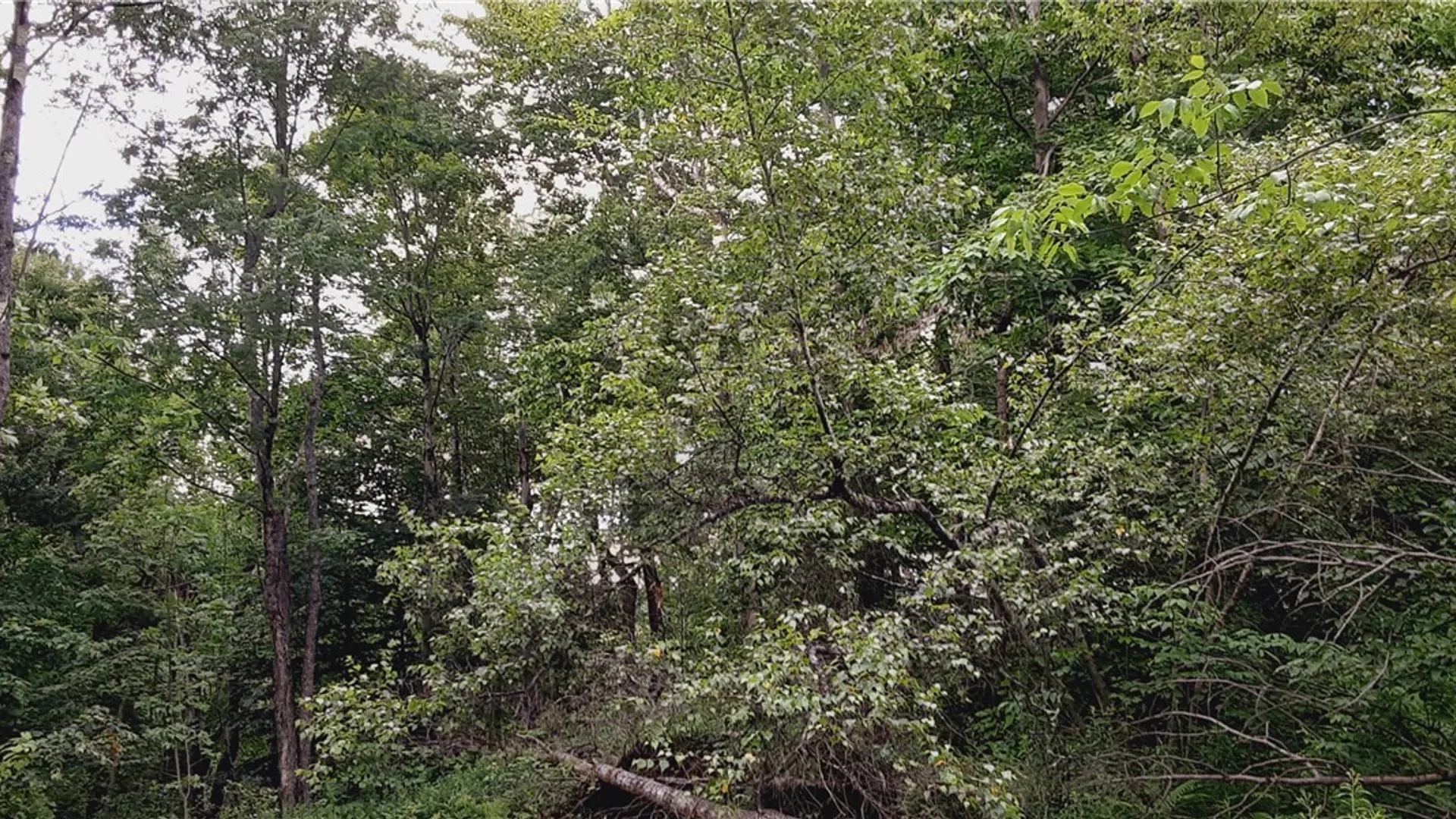 Property at 271 Snyder Road, Norway, NY 13416 15