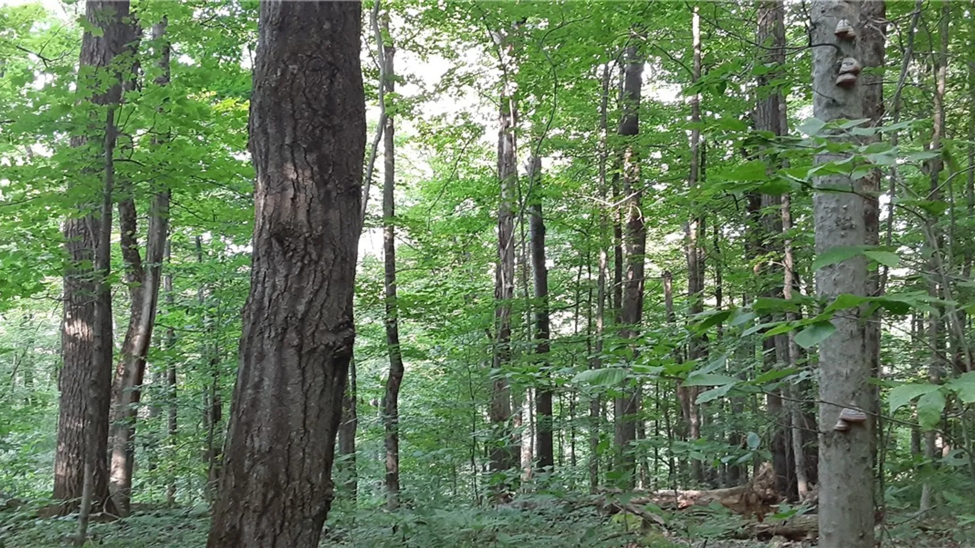 Property at 271 Snyder Road, Norway, NY 13416 38