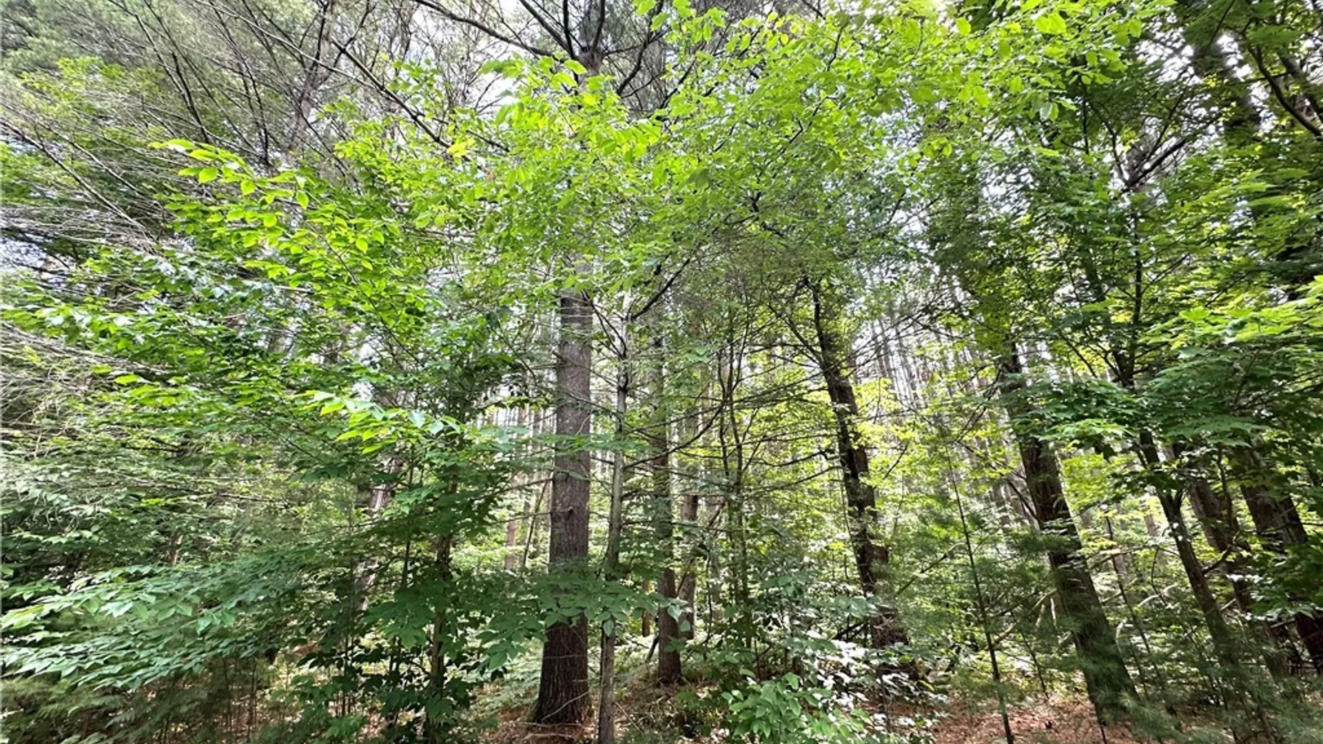 Property at 7528 N Chases Lake Road, Watson, NY 13343 22