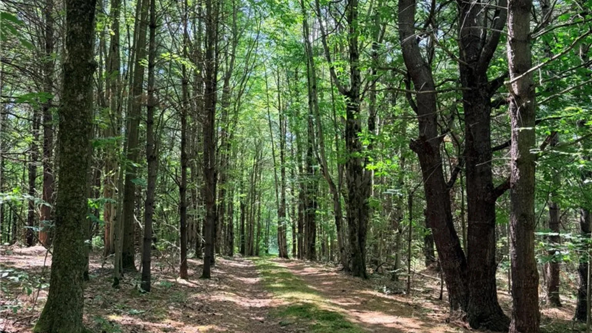 Property at 1667 Coon Hollow Road, Orange, NY 14812 26