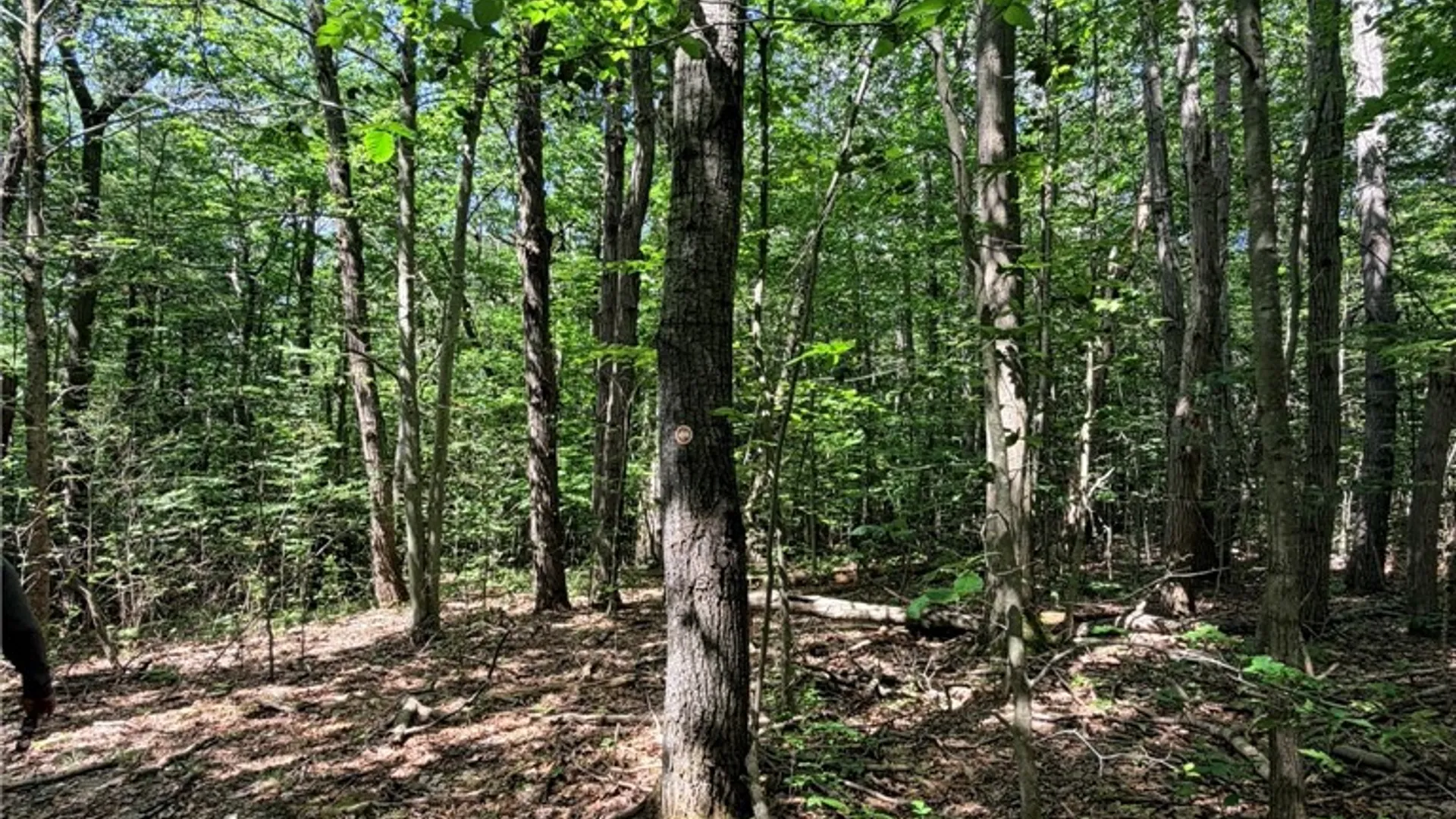Property at 1667 Coon Hollow Road, Orange, NY 14812 41