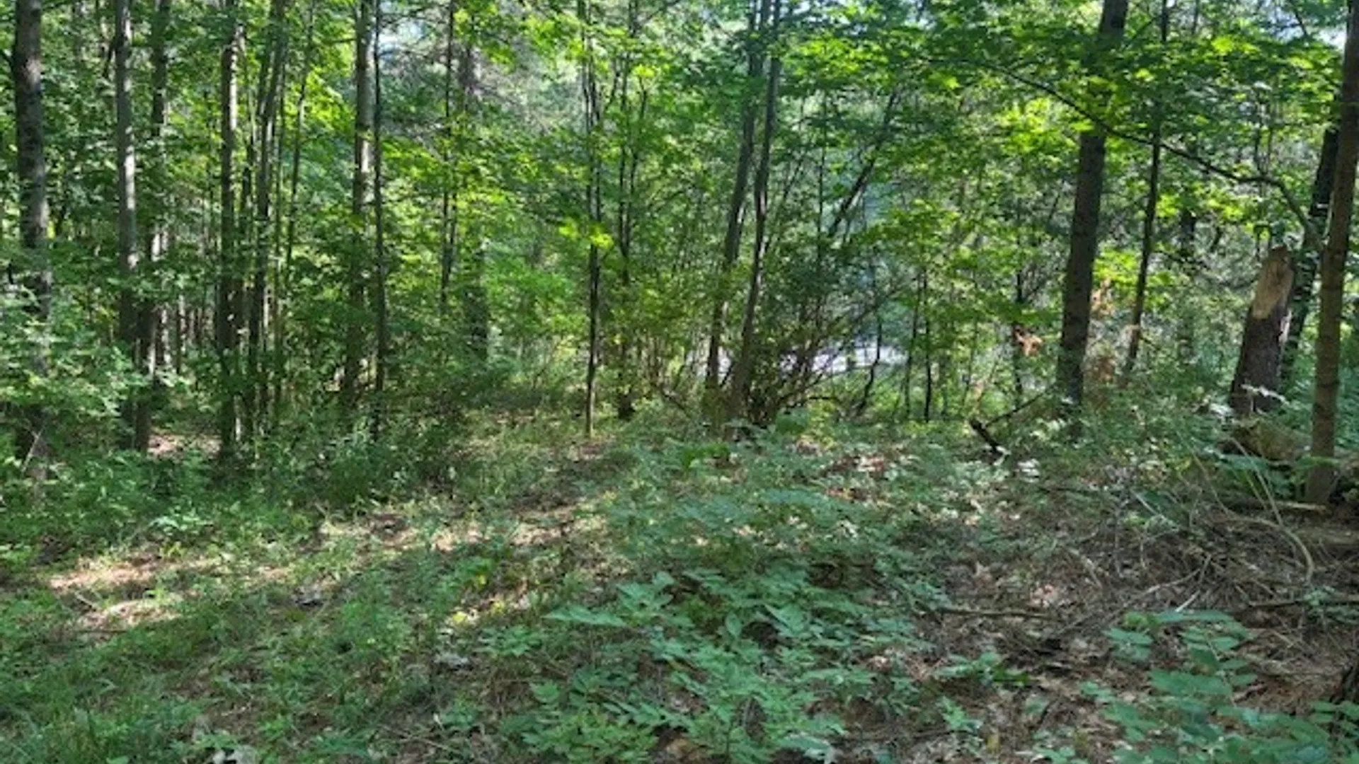 Property at 14474 Maple Street, Diana, NY 13648 9