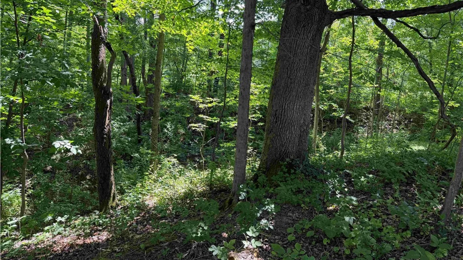 Property at Cr-17, Belfast, NY 14711 11