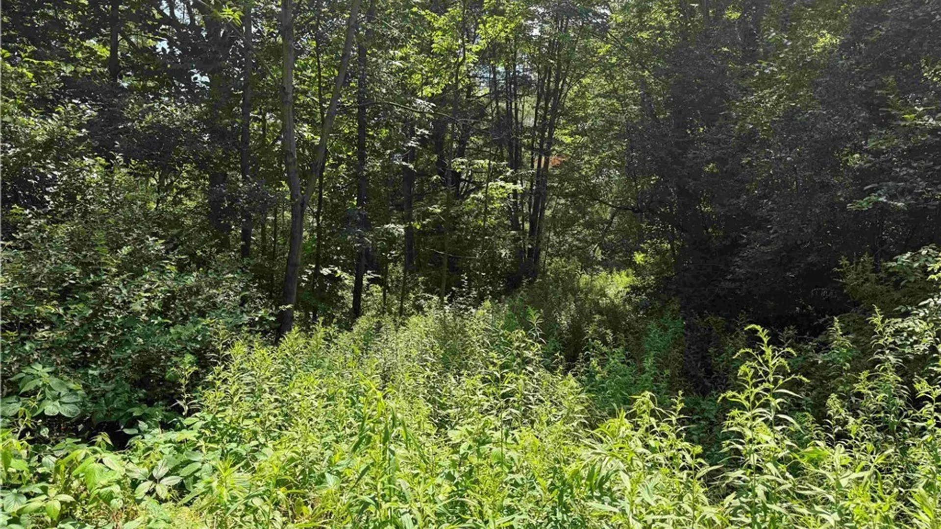 Property at Cr-17, Belfast, NY 14711 8
