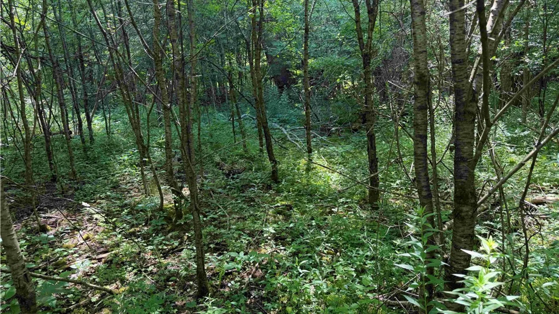 Property at Cr-17, Belfast, NY 14711 15