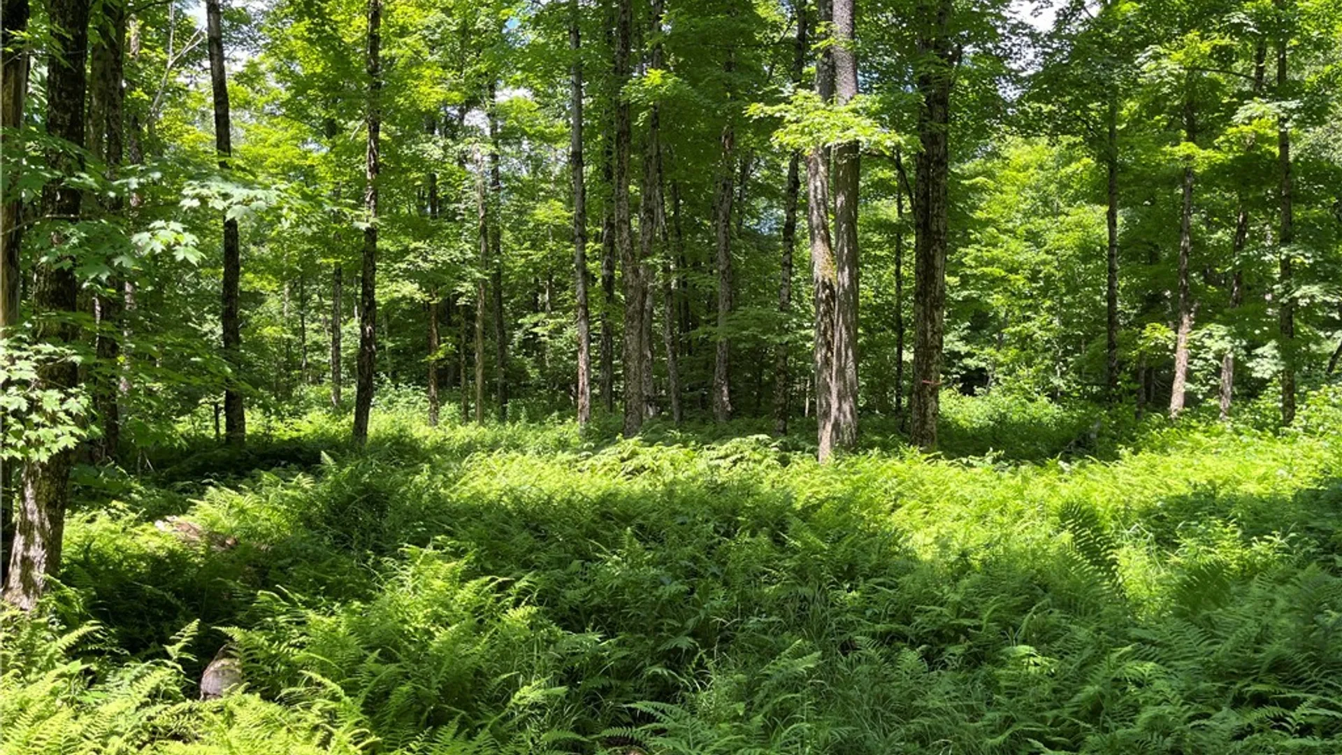 Property at E of Town Line Road, Worth, NY 13659 10