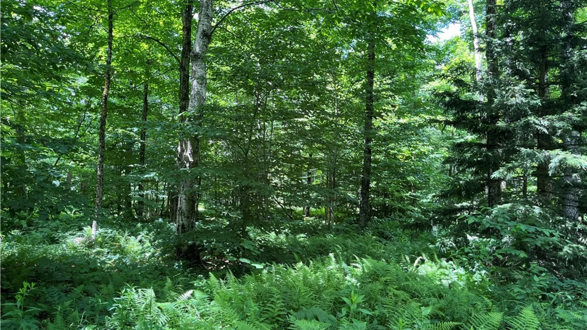 Property at E of Town Line Road, Worth, NY 13659 11