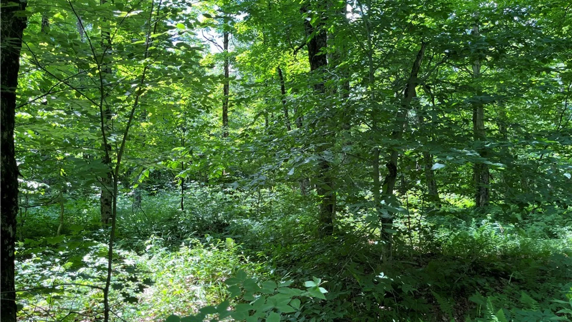 Property at E of Town Line Road, Worth, NY 13659 12