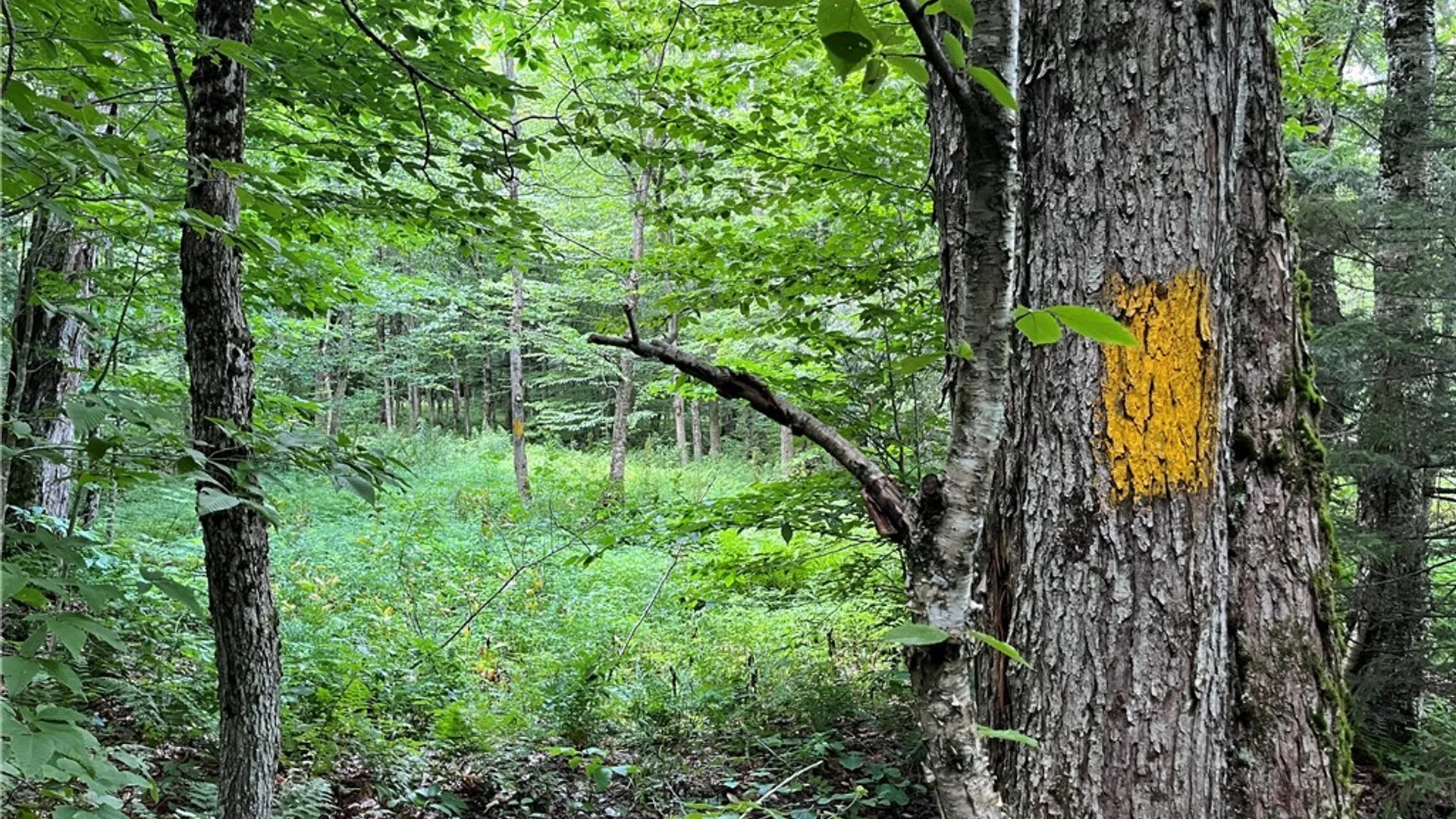 Property at E of Town Line Road, Worth, NY 13659 14
