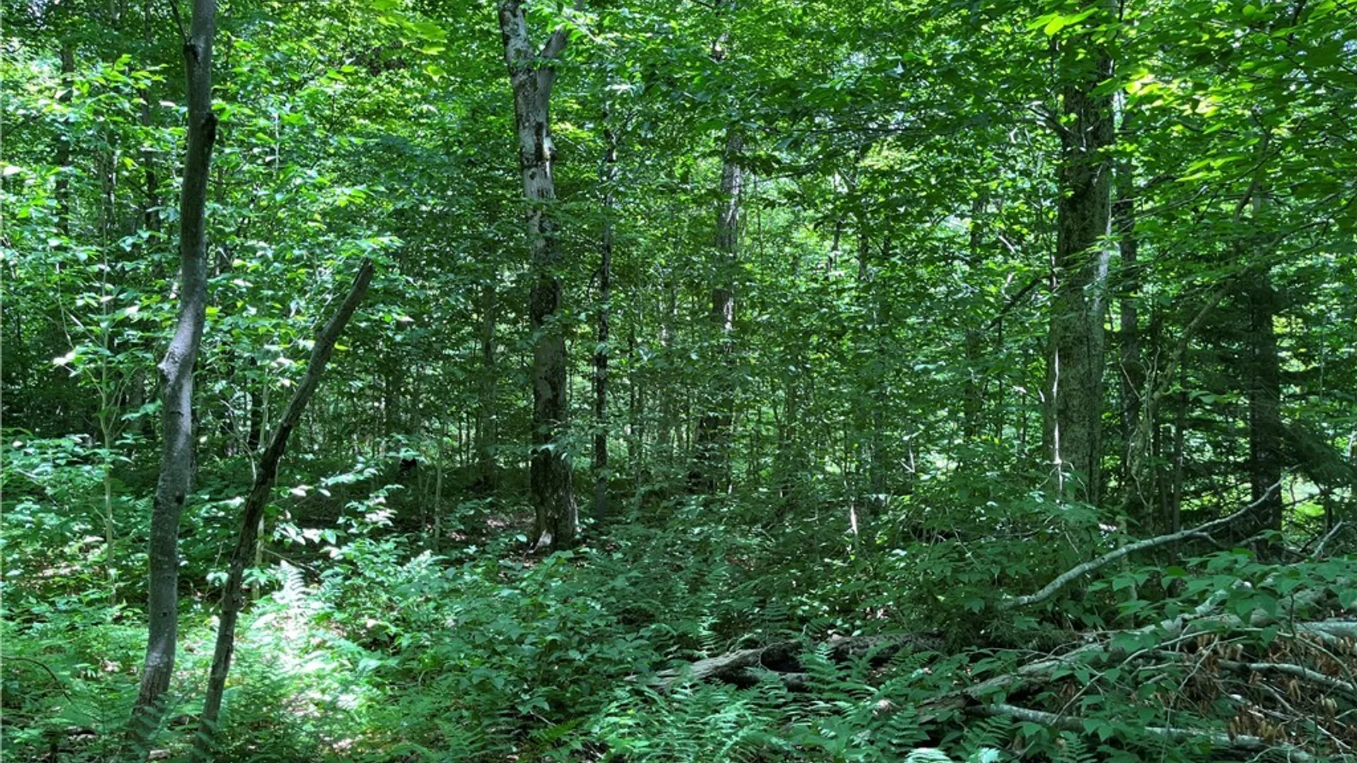 Property at E of Town Line Road, Worth, NY 13659 20