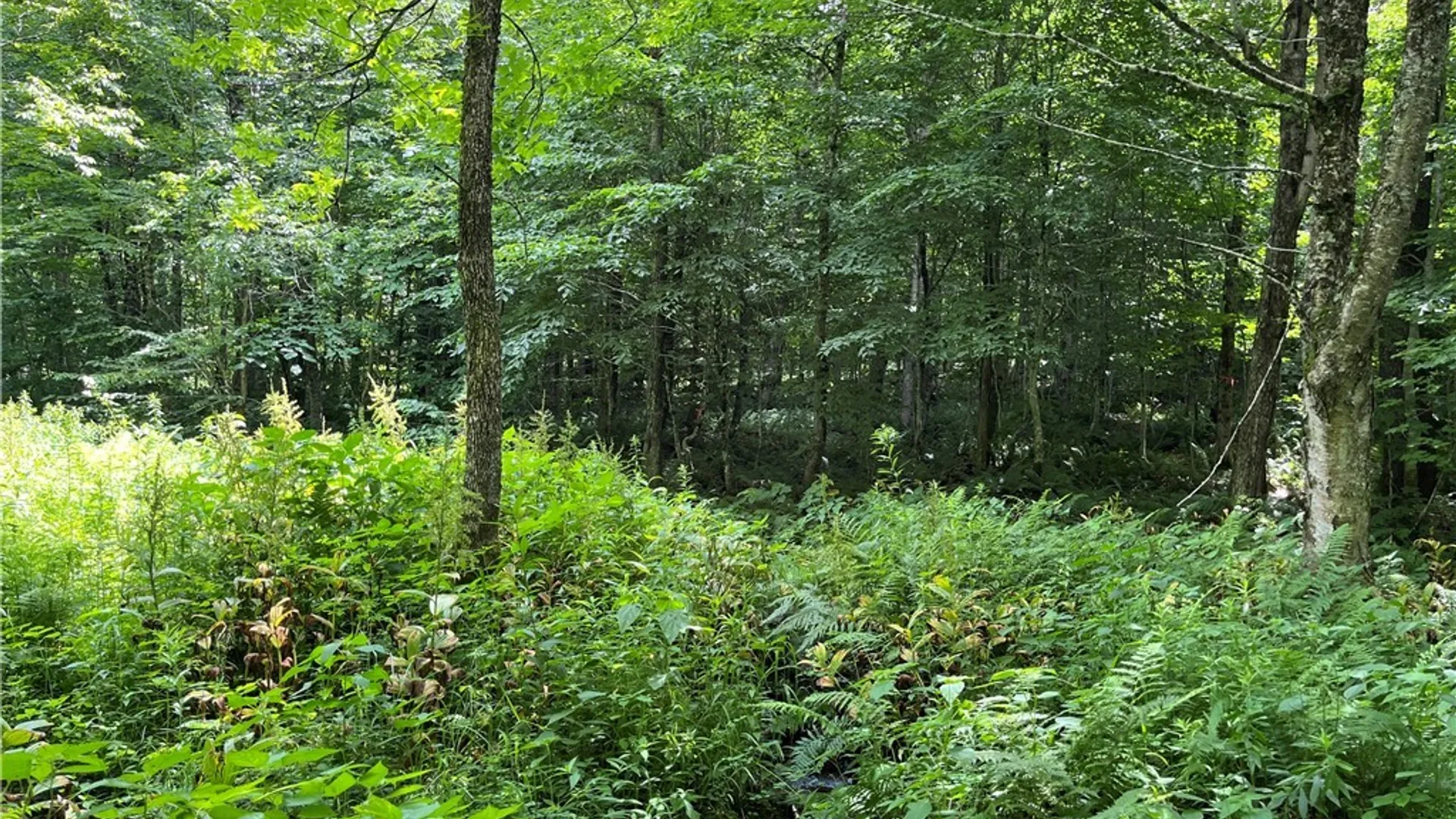 Property at E of Town Line Road, Worth, NY 13659 21