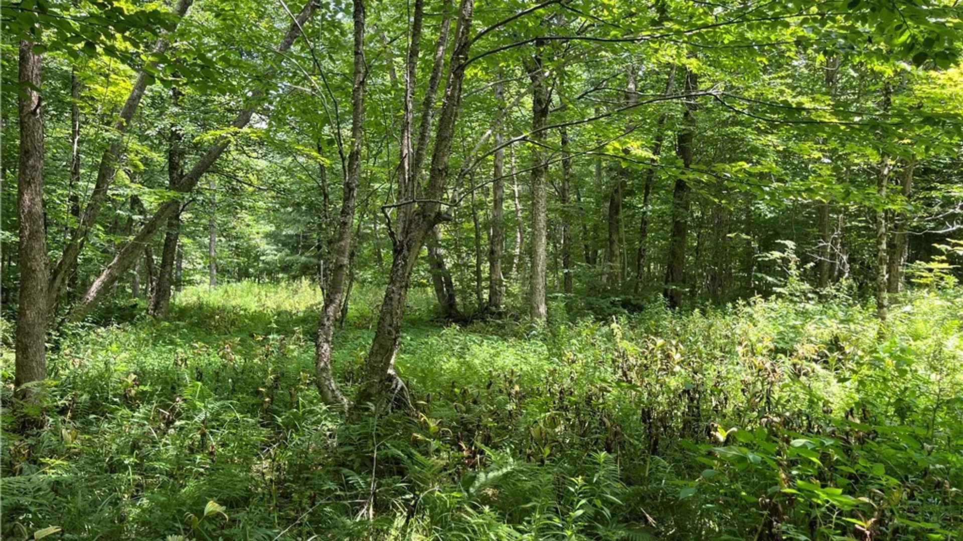 Property at E of Town Line Road, Worth, NY 13659 23