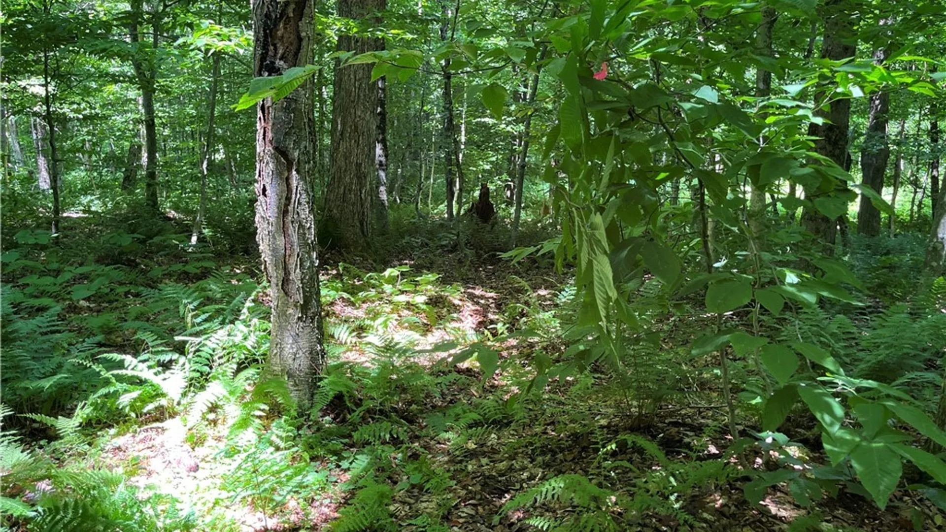 Property at E of Town Line Road, Worth, NY 13659 3