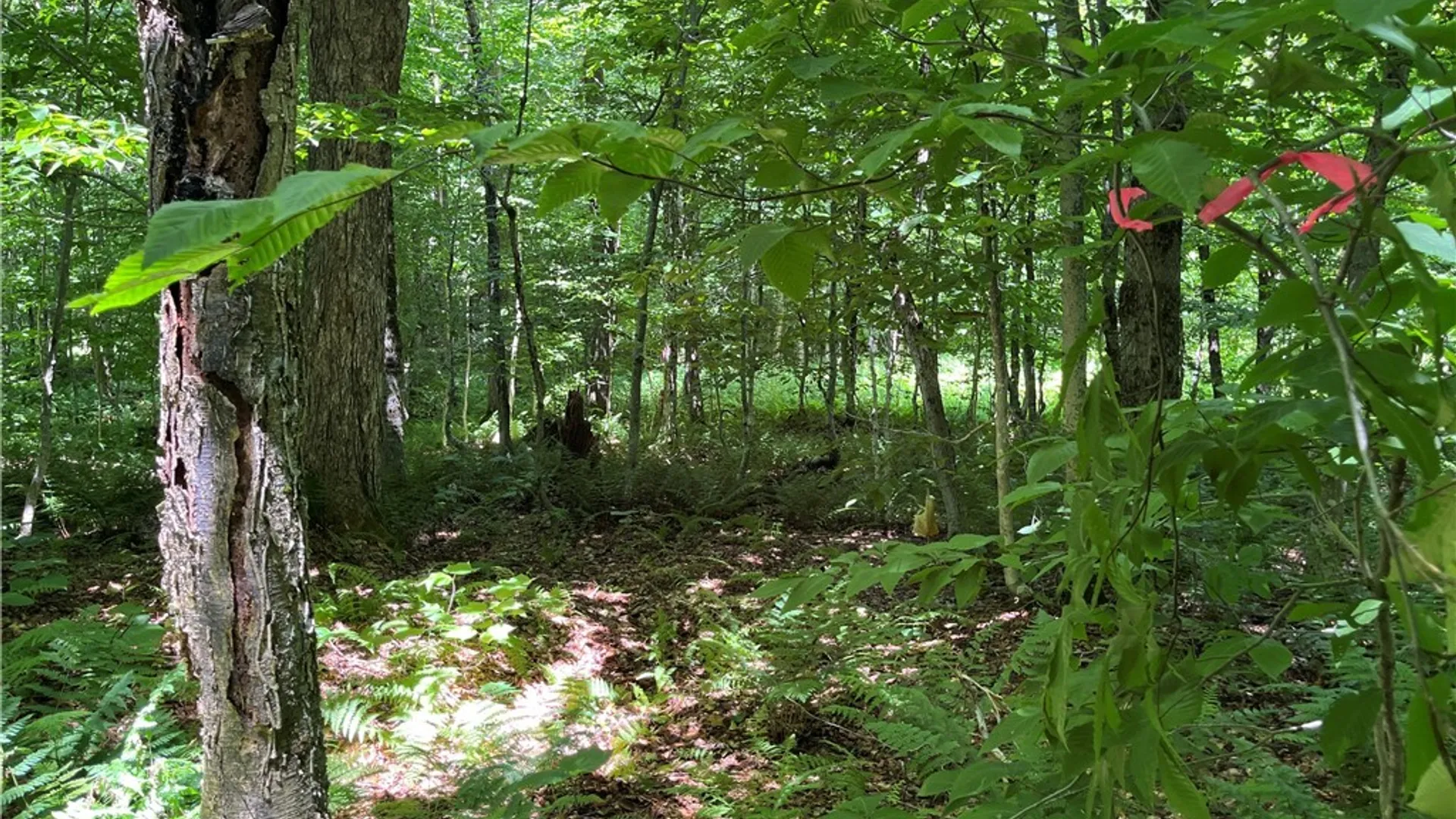 Property at E of Town Line Road, Worth, NY 13659 4