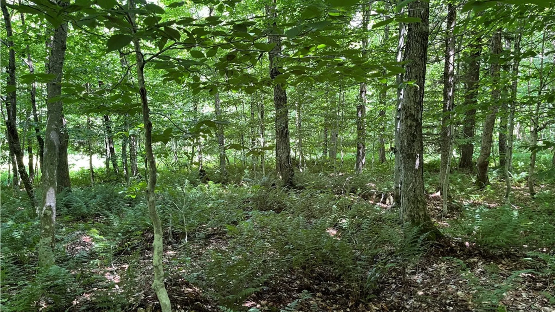 Property at E of Town Line Road, Worth, NY 13659 5