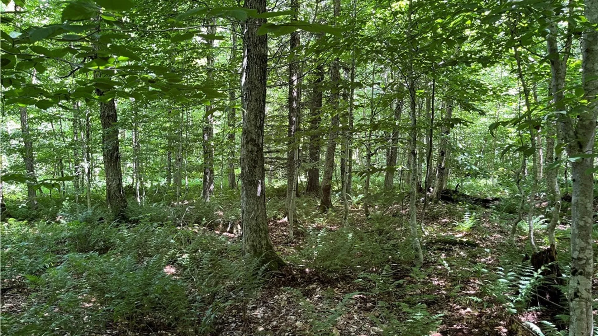 Property at E of Town Line Road, Worth, NY 13659 6