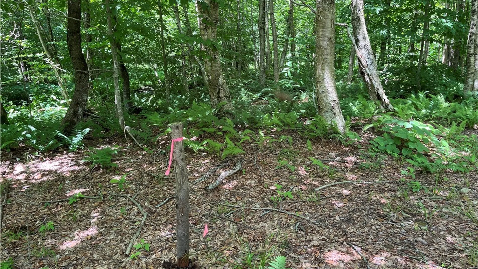 Property at E of Town Line Road, Worth, NY 13659 8