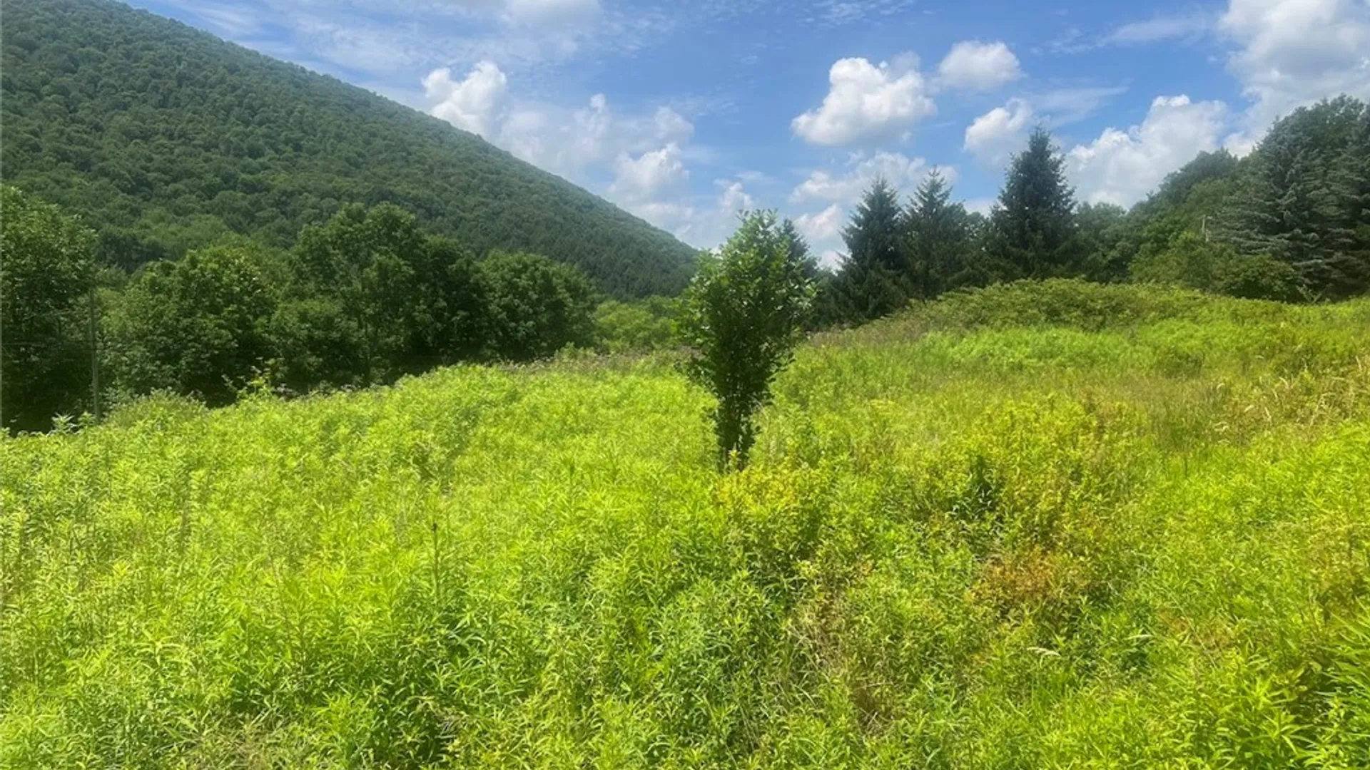 Property at Bramley Mountain Road, Delhi, NY 13753 10