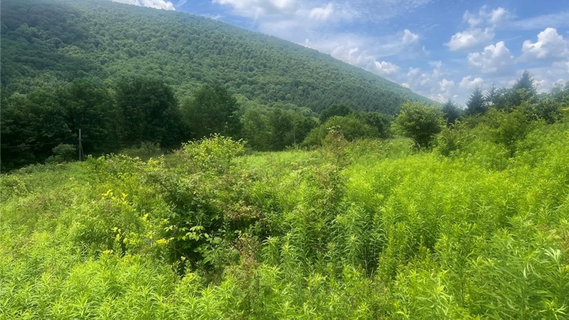 Property at Bramley Mountain Road, Delhi, NY 13753 2