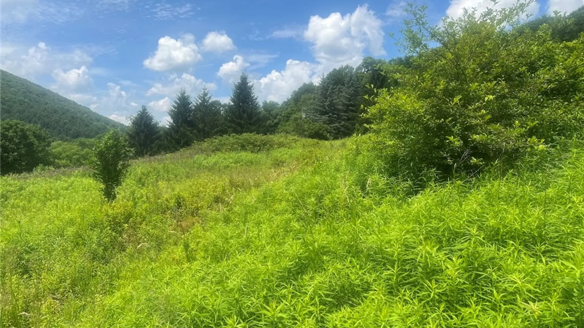Property at Bramley Mountain Road, Delhi, NY 13753 8