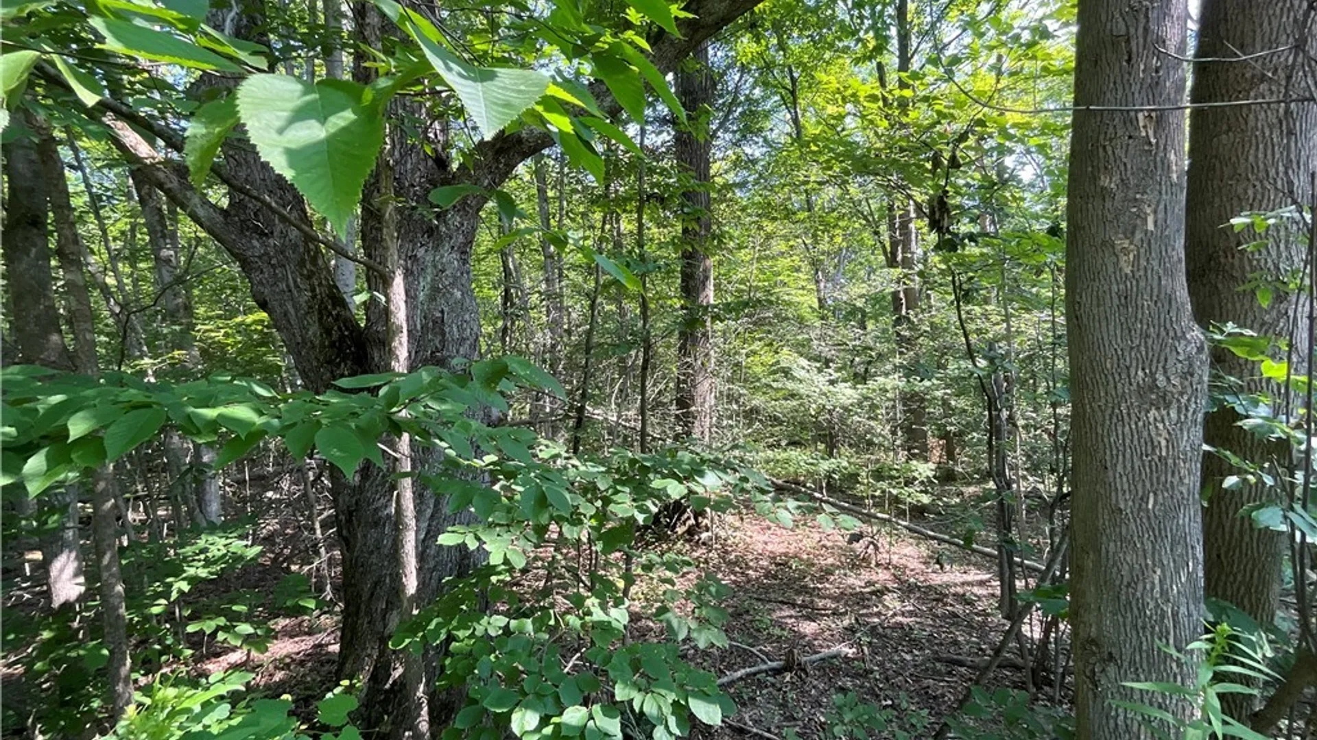 Property at Cr-49, Caneadea, NY 14717 8
