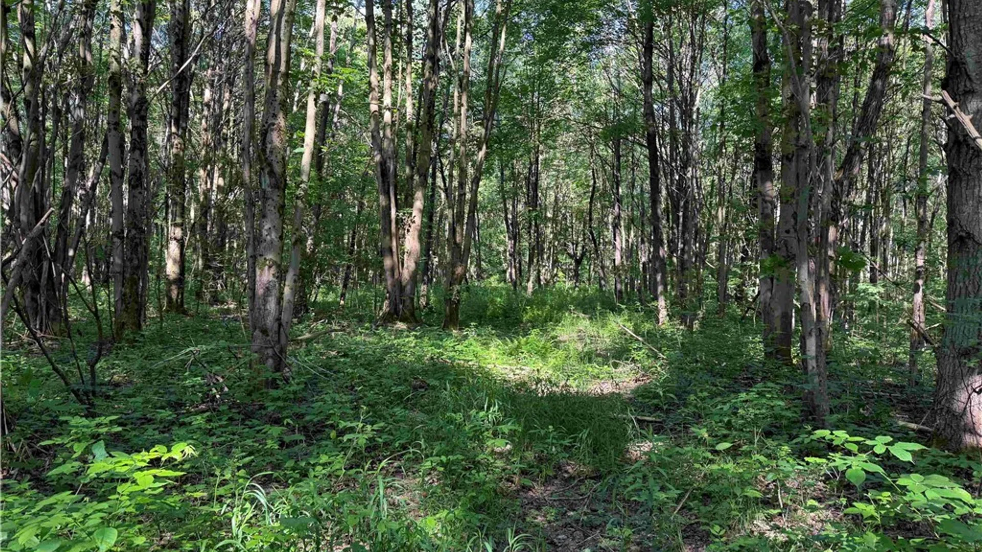 Property at 2771 Route 76, Sherman, NY 14781 32