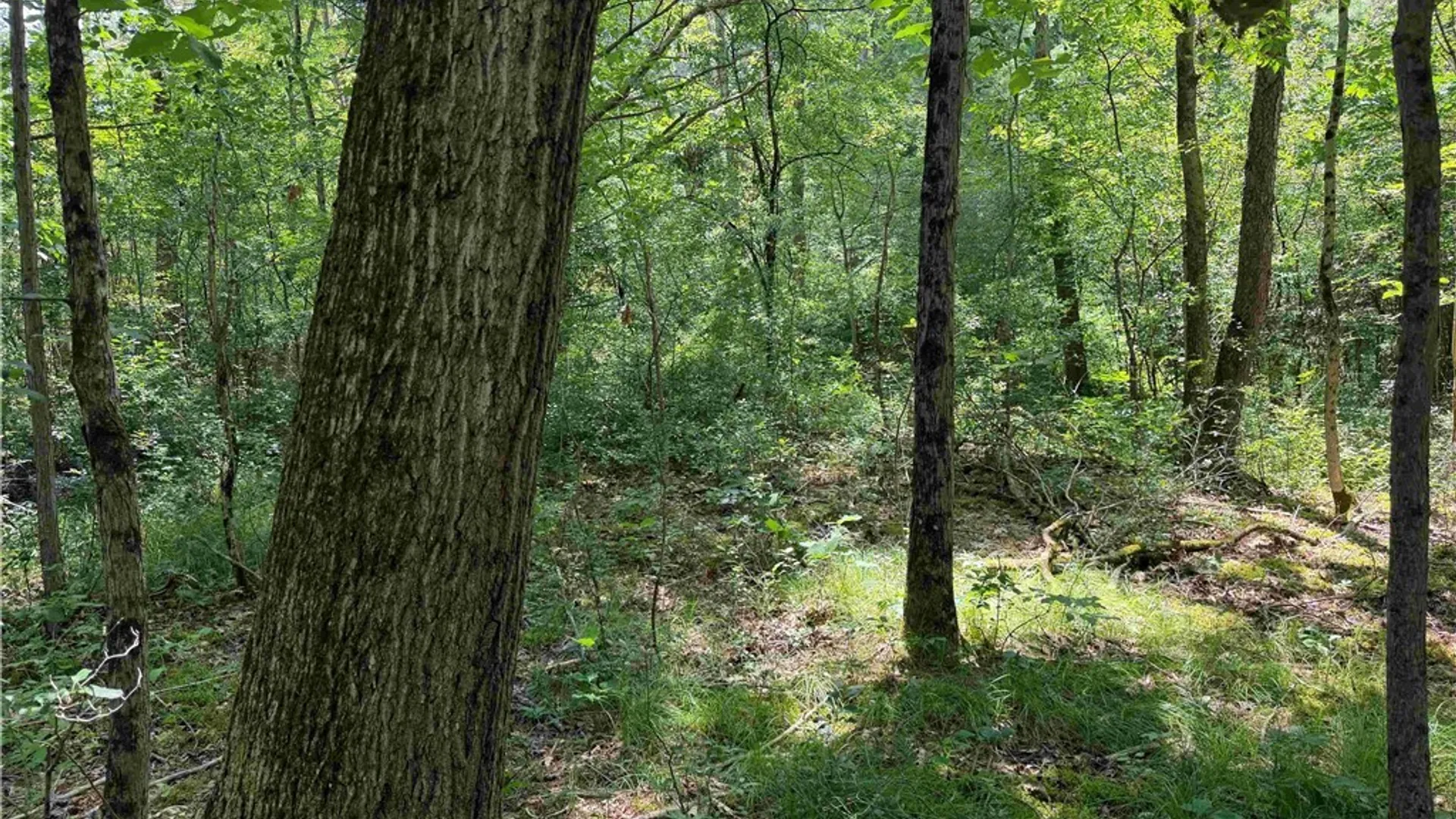 Property at Cr-17, Belfast, NY 14711 8