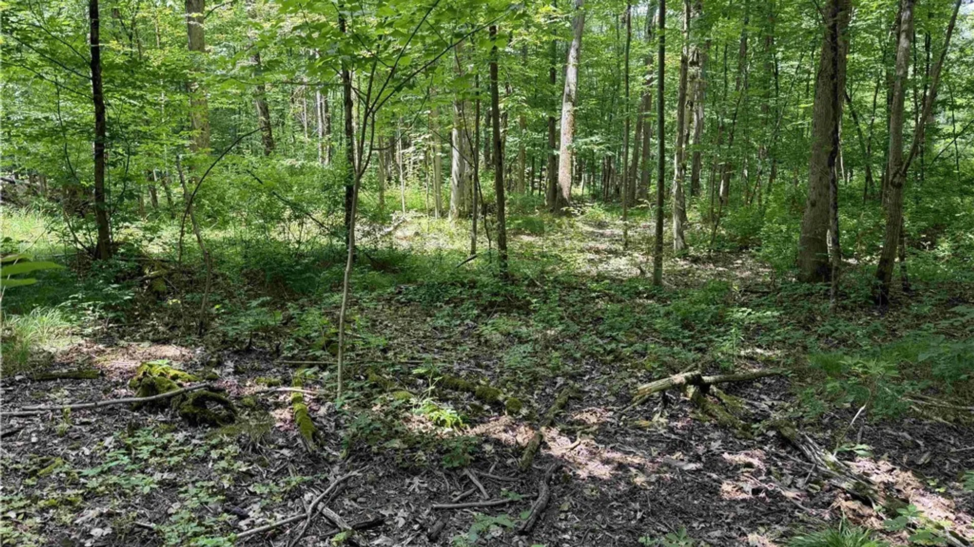 Property at Cr-17, Belfast, NY 14711 10