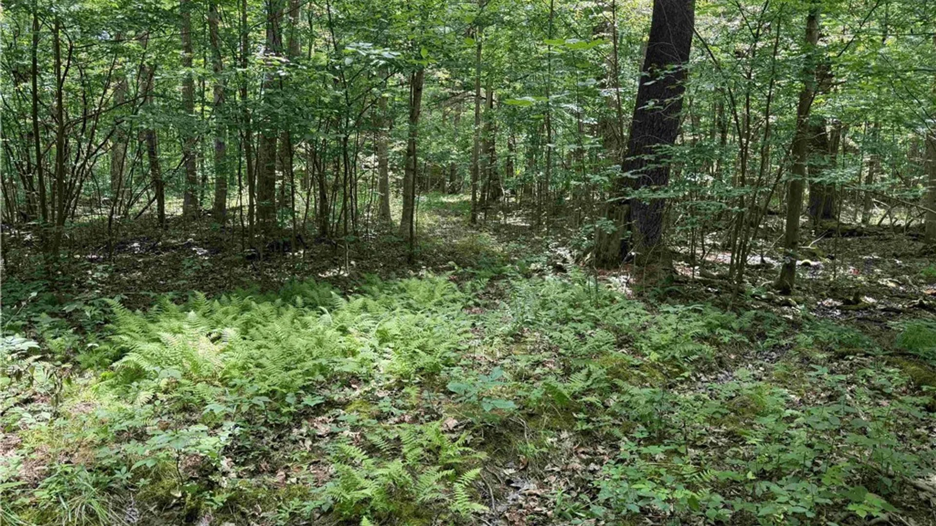 Property at Cr-17, Belfast, NY 14711 12