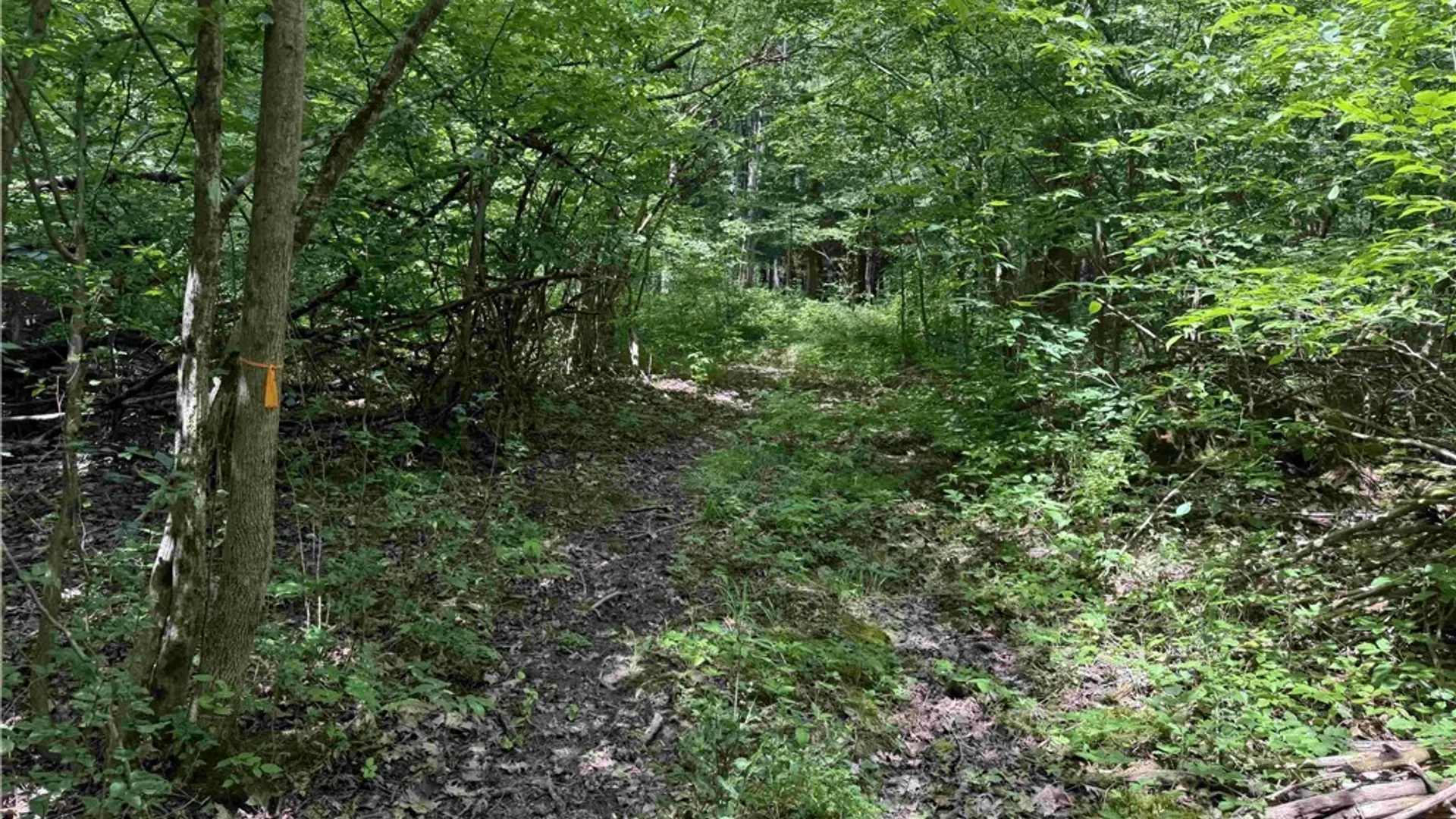 Property at Cr-17, Belfast, NY 14711 13