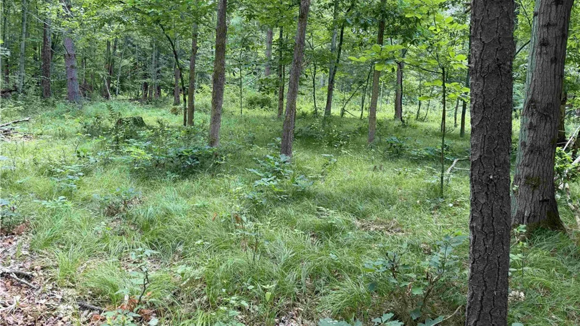 Property at Cr-17, Belfast, NY 14711 16